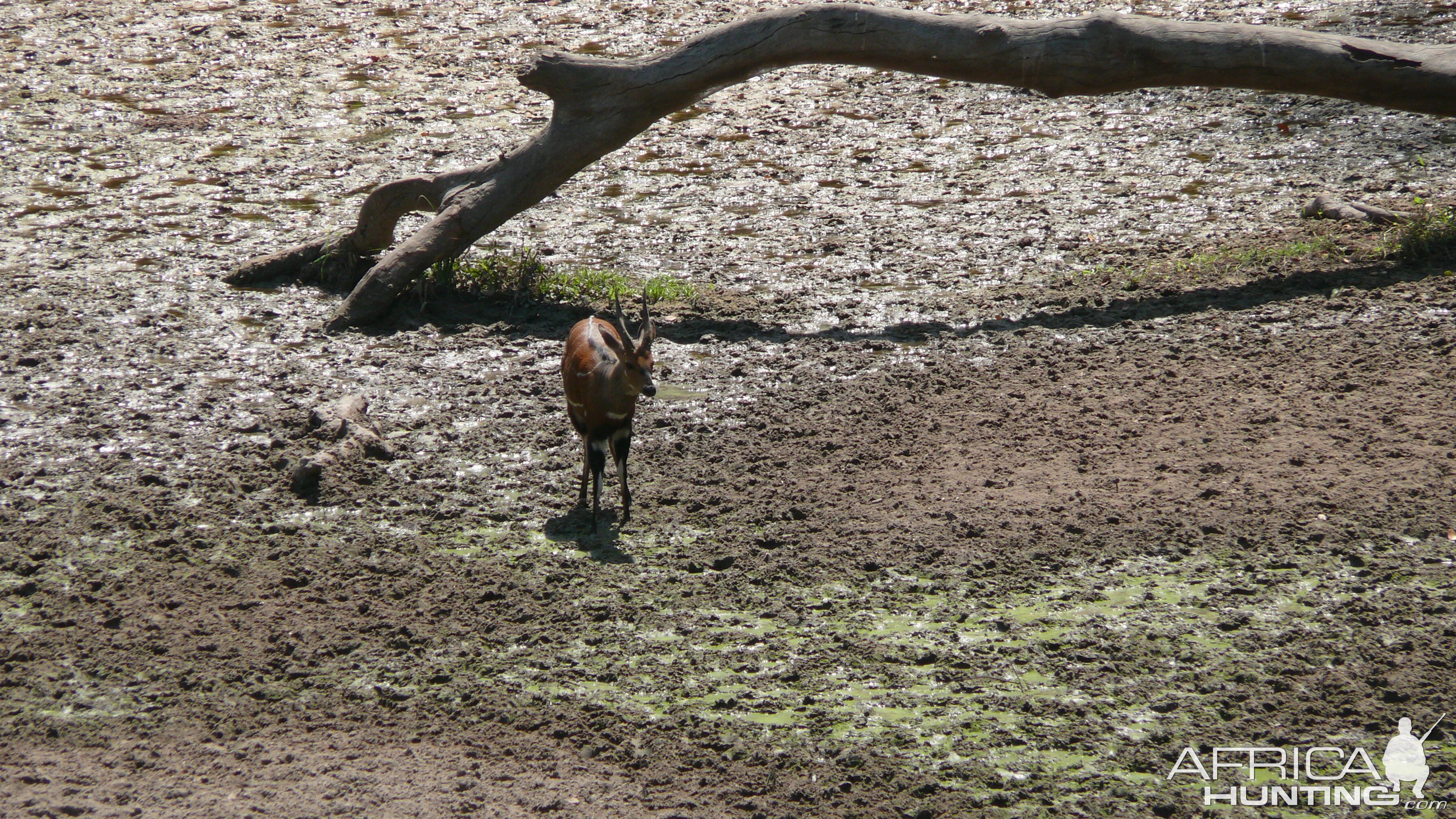 Harnessed Bushbuck in Central African Republic