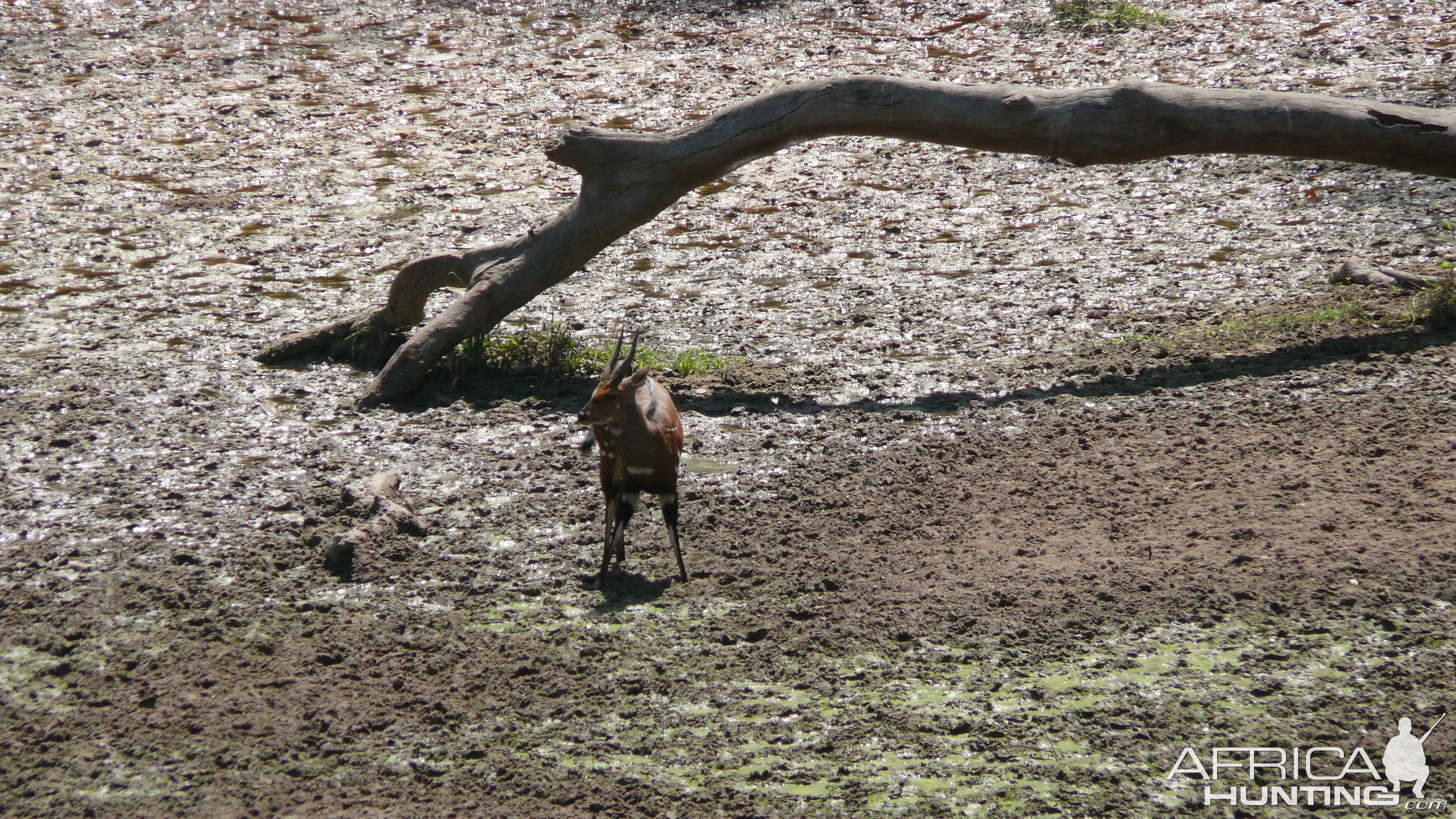 Harnessed Bushbuck in Central African Republic