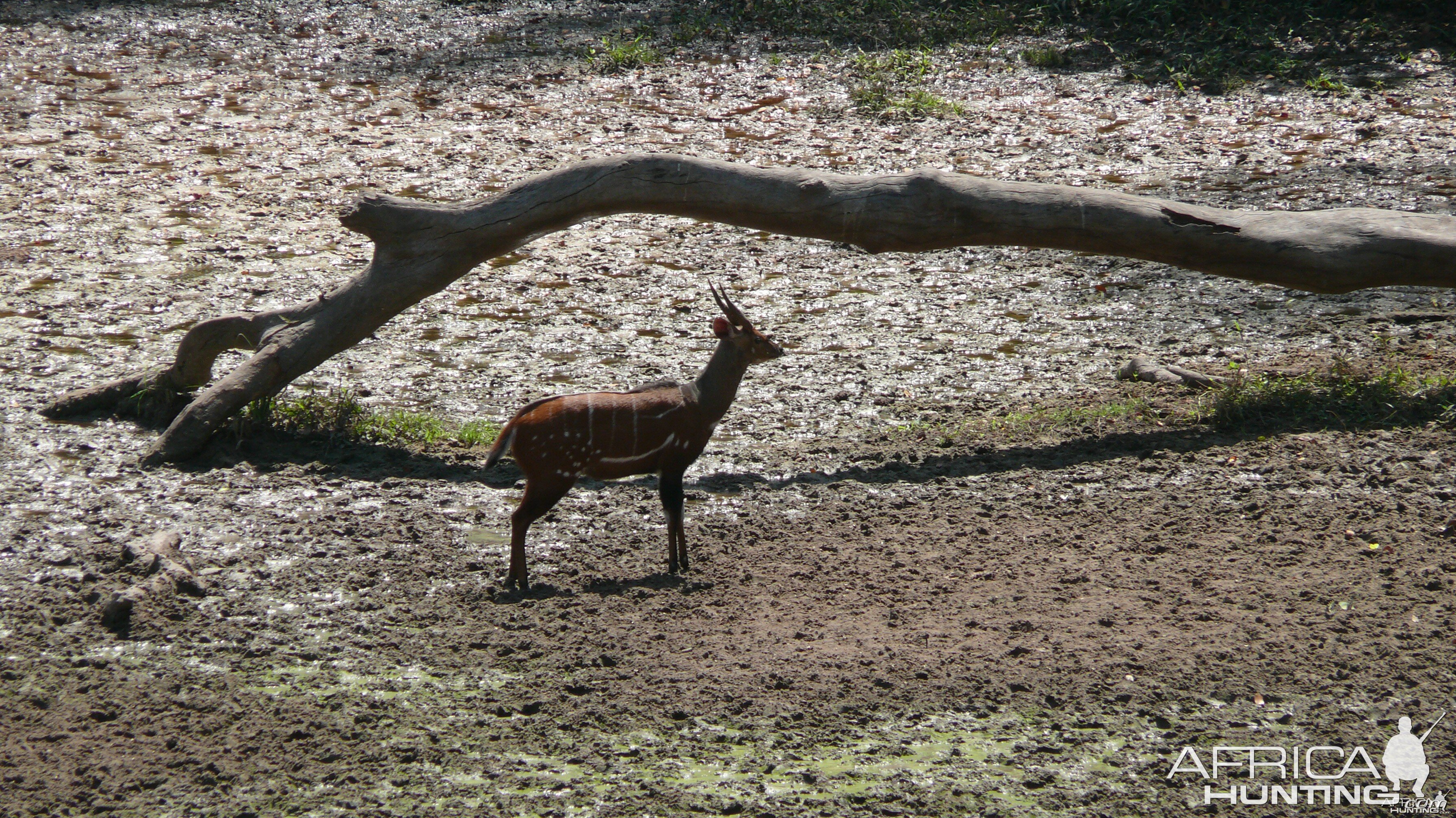 Harnessed Bushbuck in Central African Republic