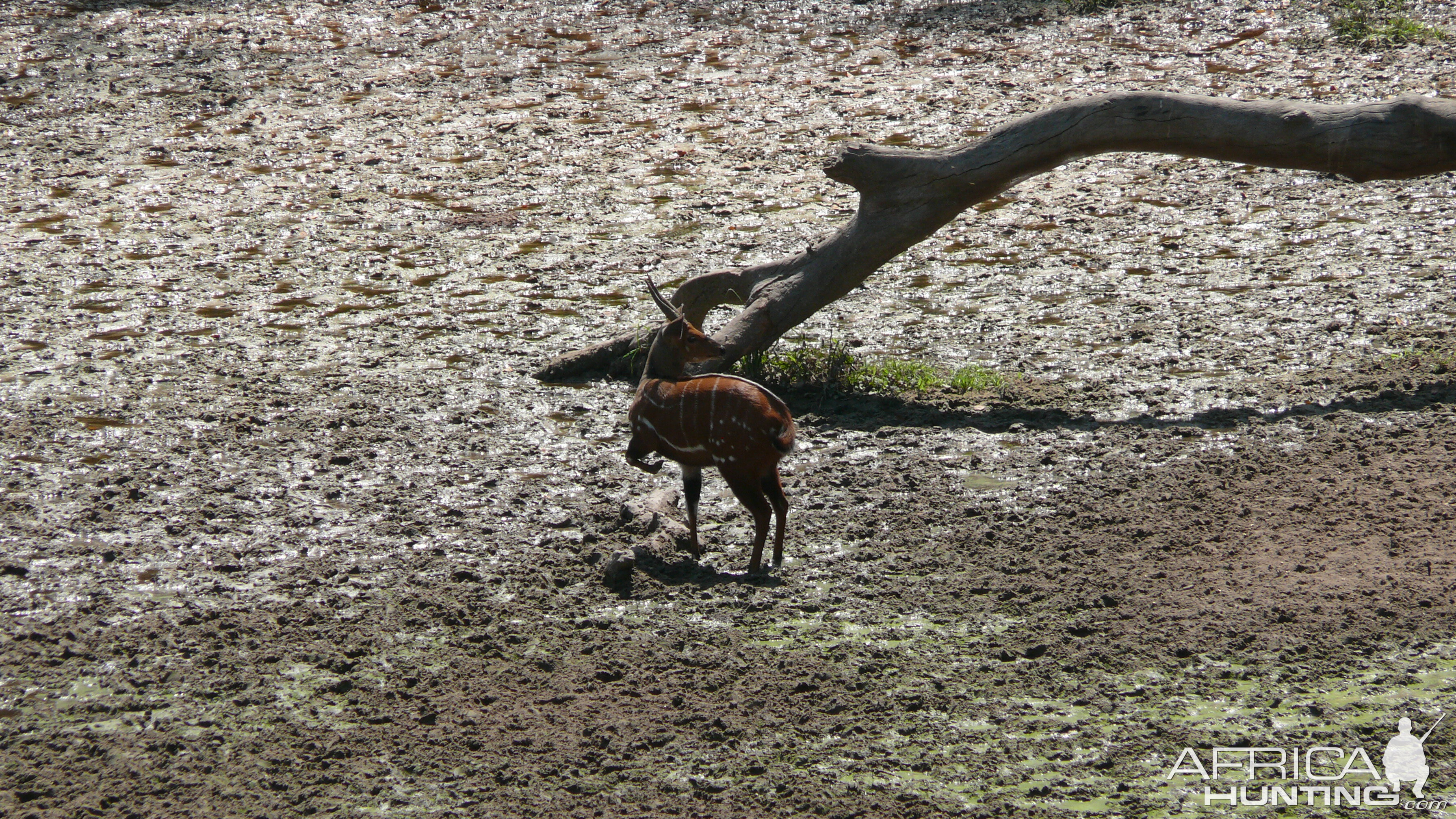 Harnessed Bushbuck in Central African Republic