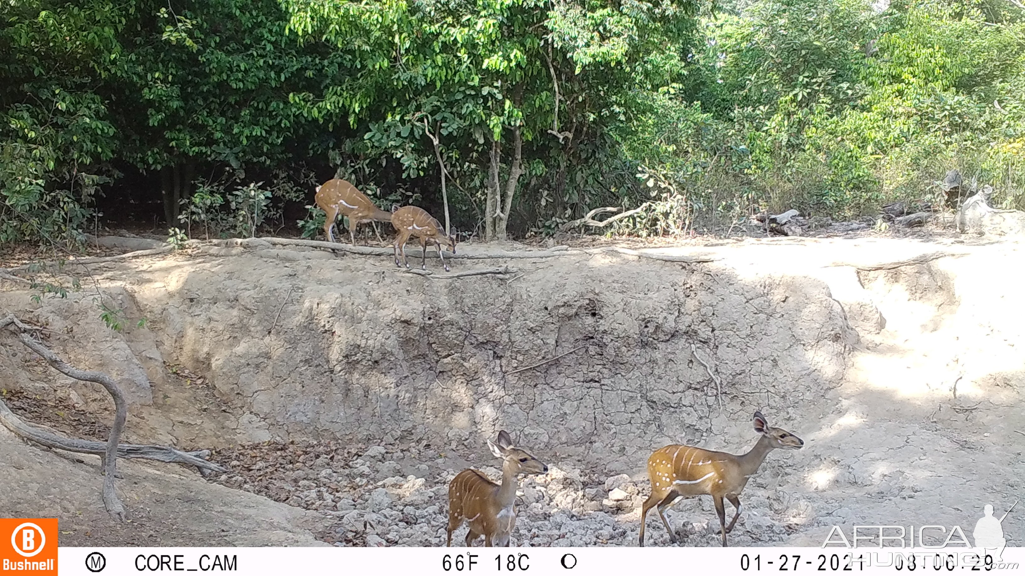 Harnessed Bushbuck Trail Camera Central African Republic