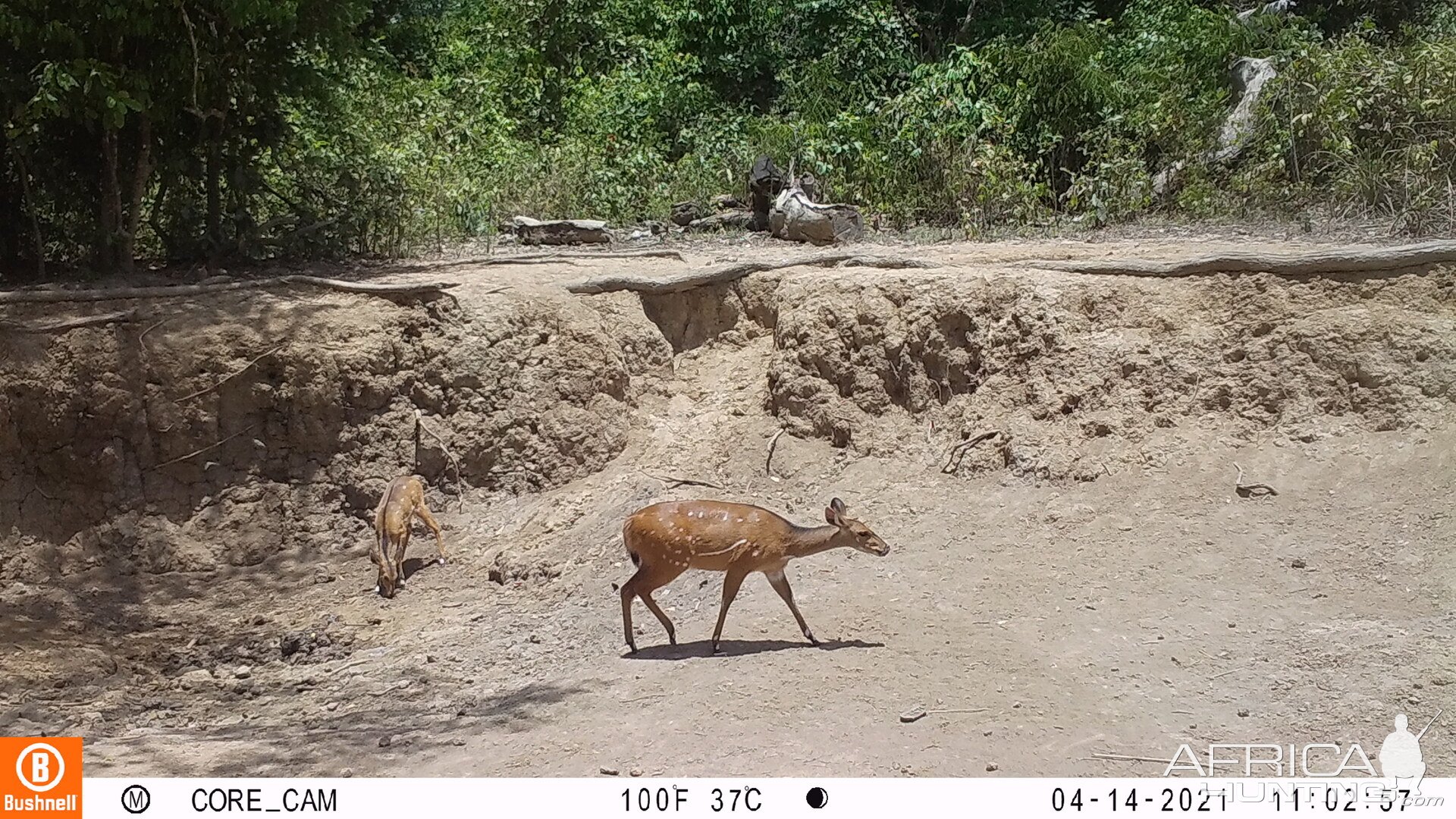 Harnessed Bushbuck Trail Camera Central African Republic