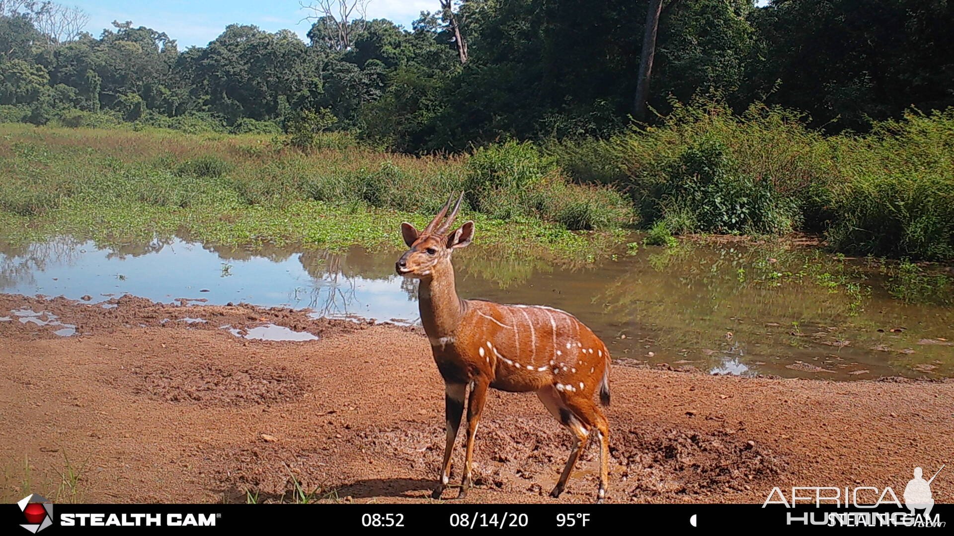 Harnessed Bushbuck Trail Camera Central African Republic