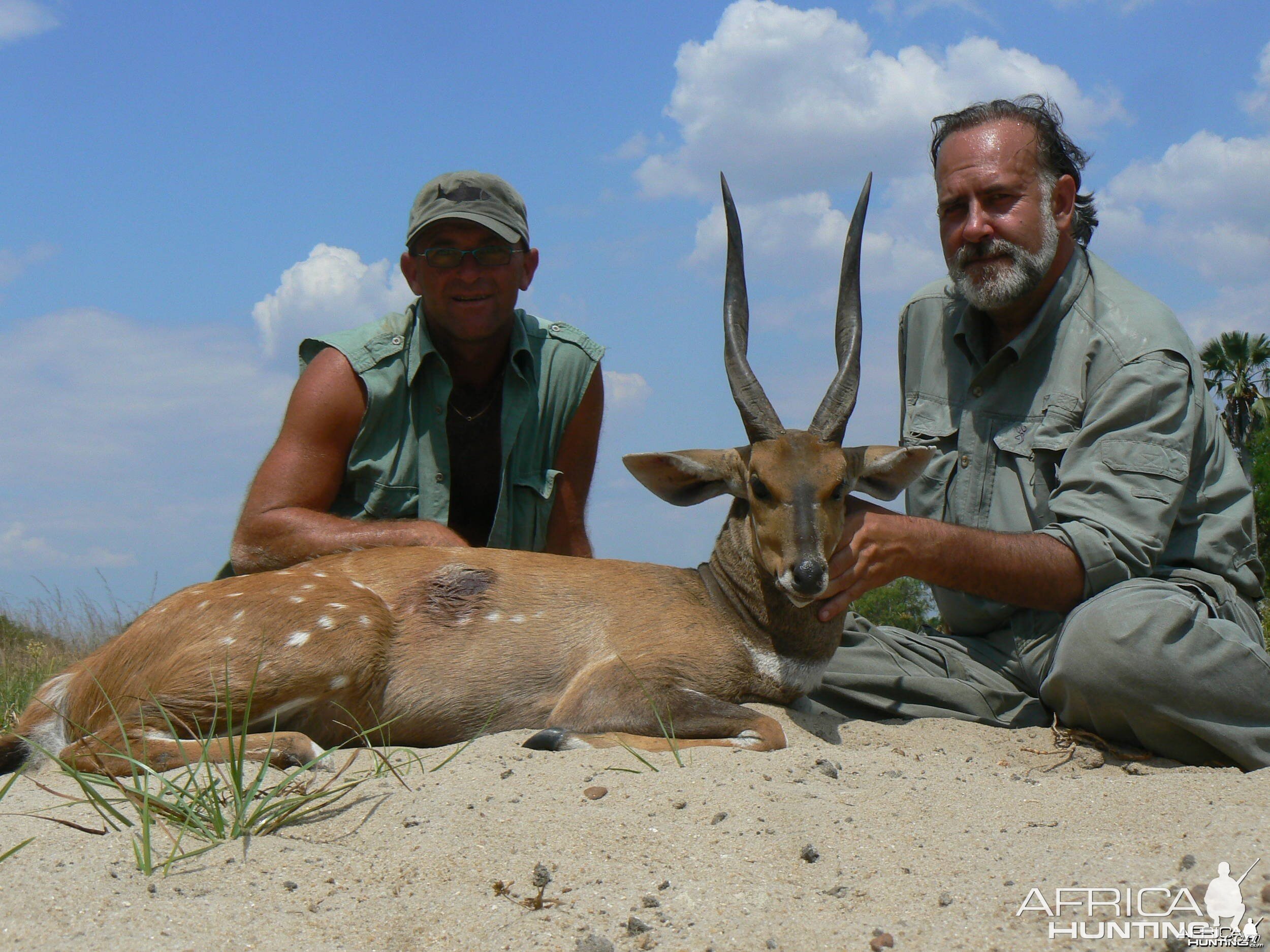 Harnessed Bushbuck