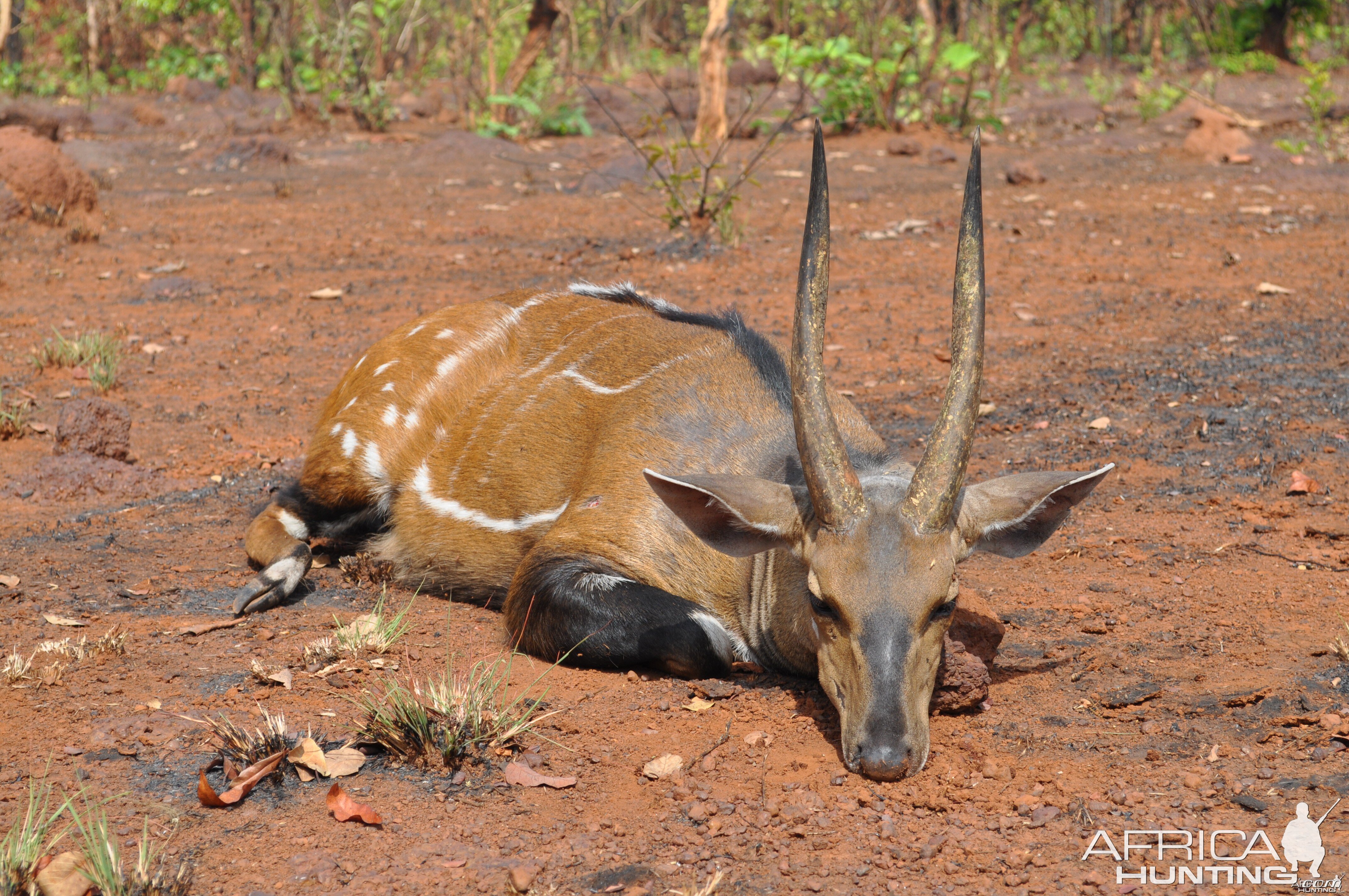 Harnessed Bushbuck