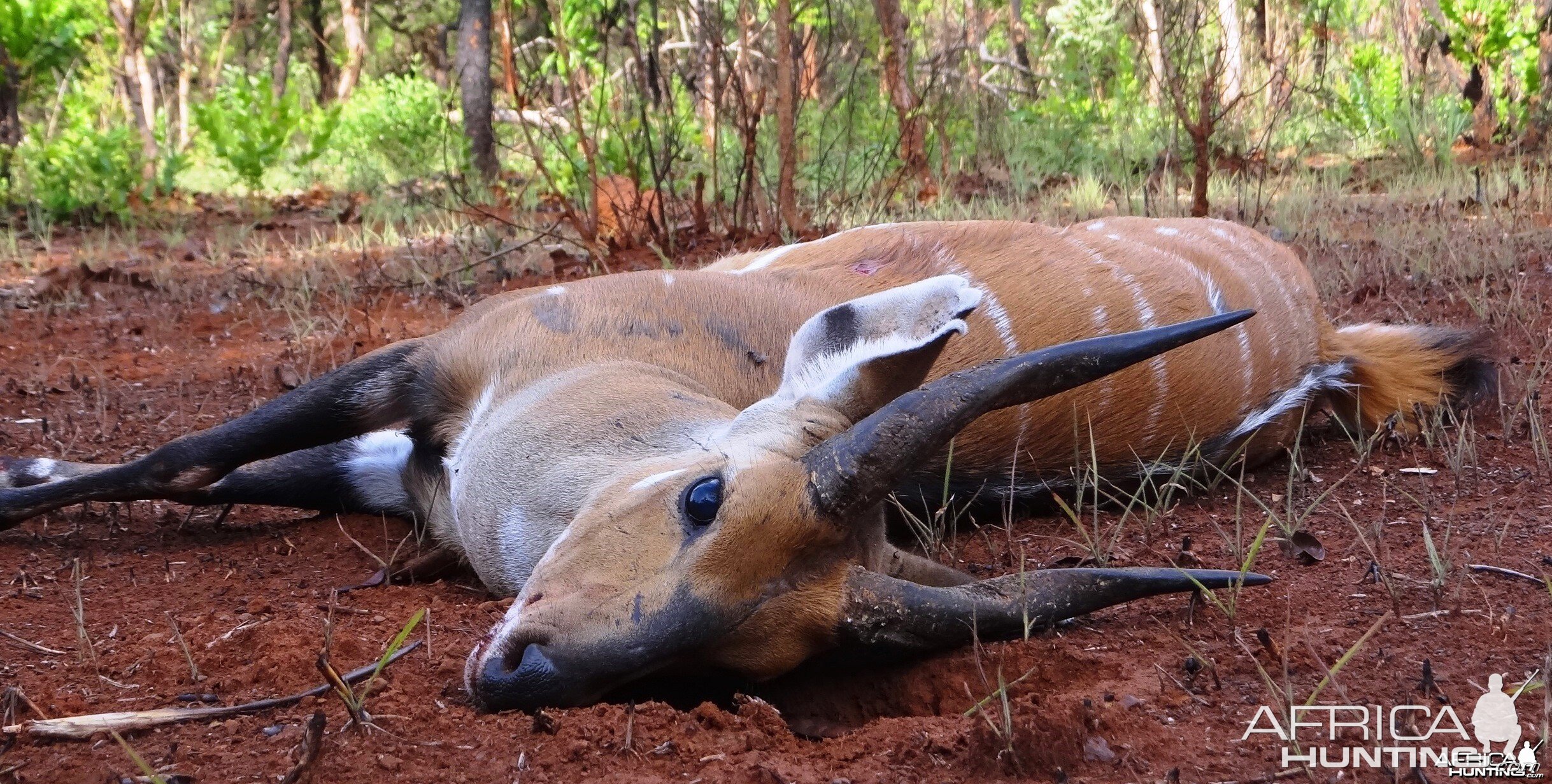 Harnessed bushbuck