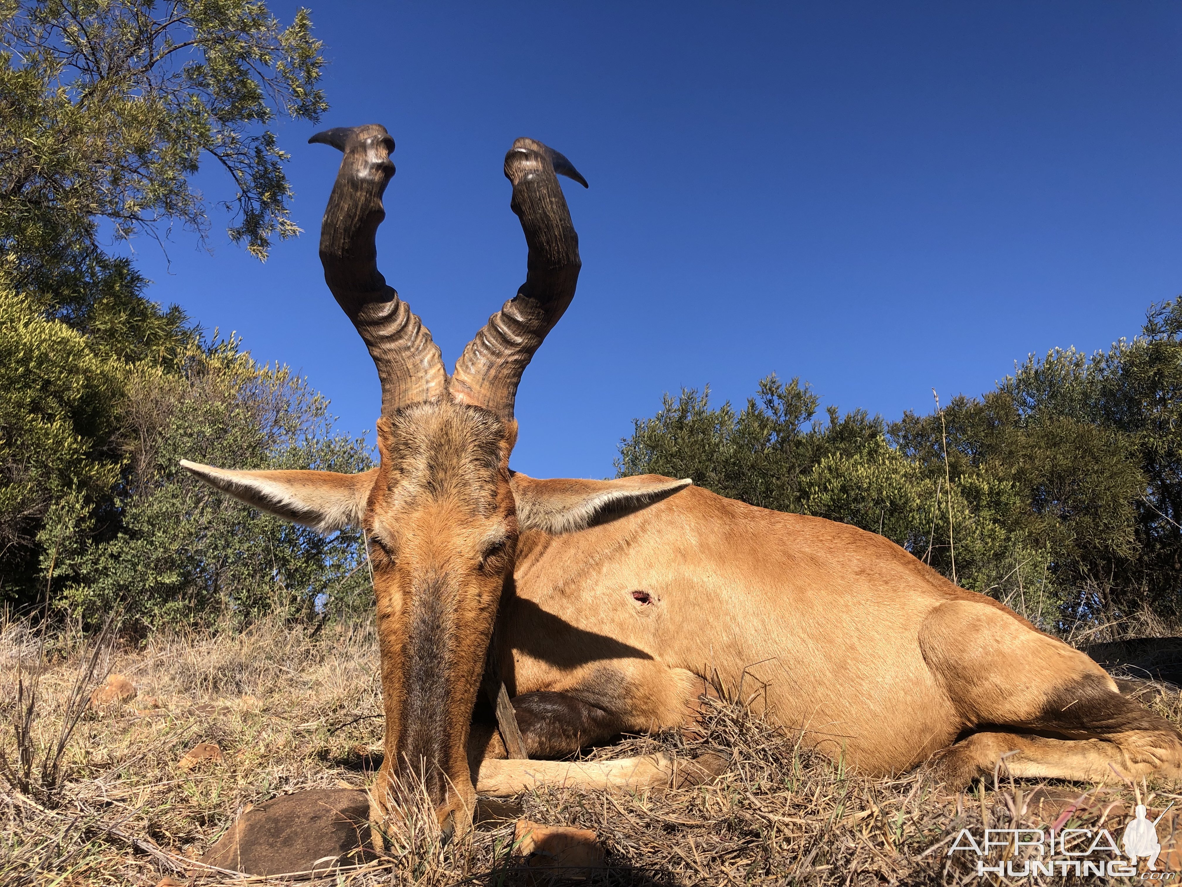 Hartebeest Hunt South Africa