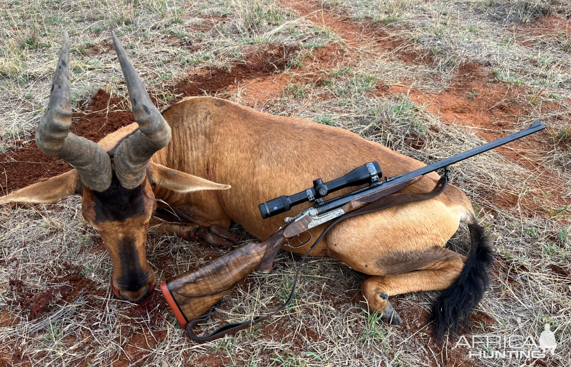 Hartebeest Hunt South Africa