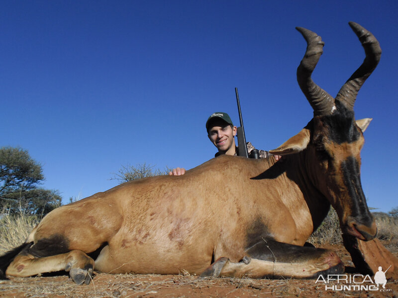 Hartebeest hunt with Wintershoek Johnny Vivier Safaris