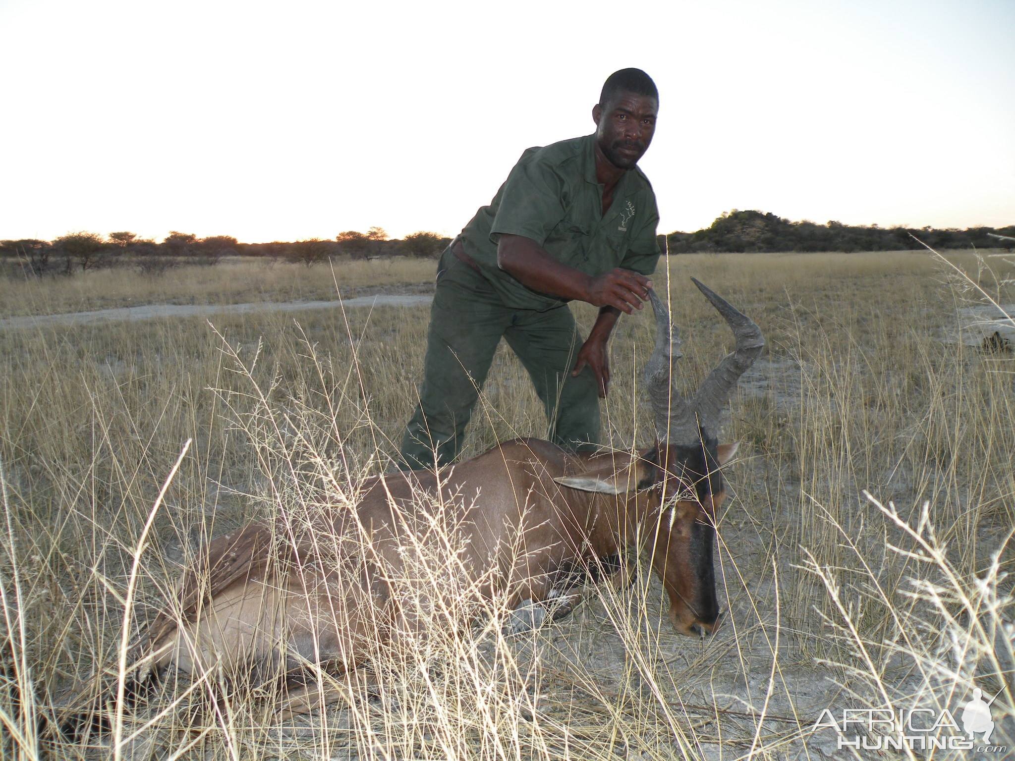 Hartebeest Hunting