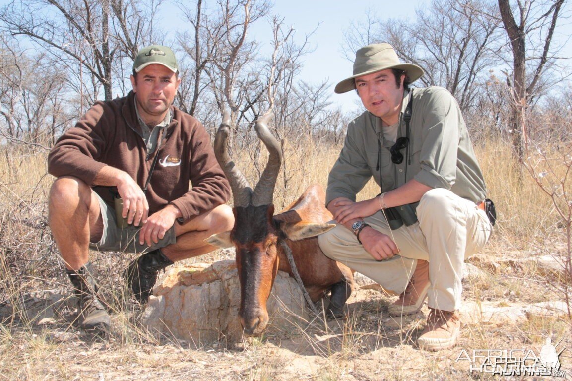 Hartebeest Limpopo