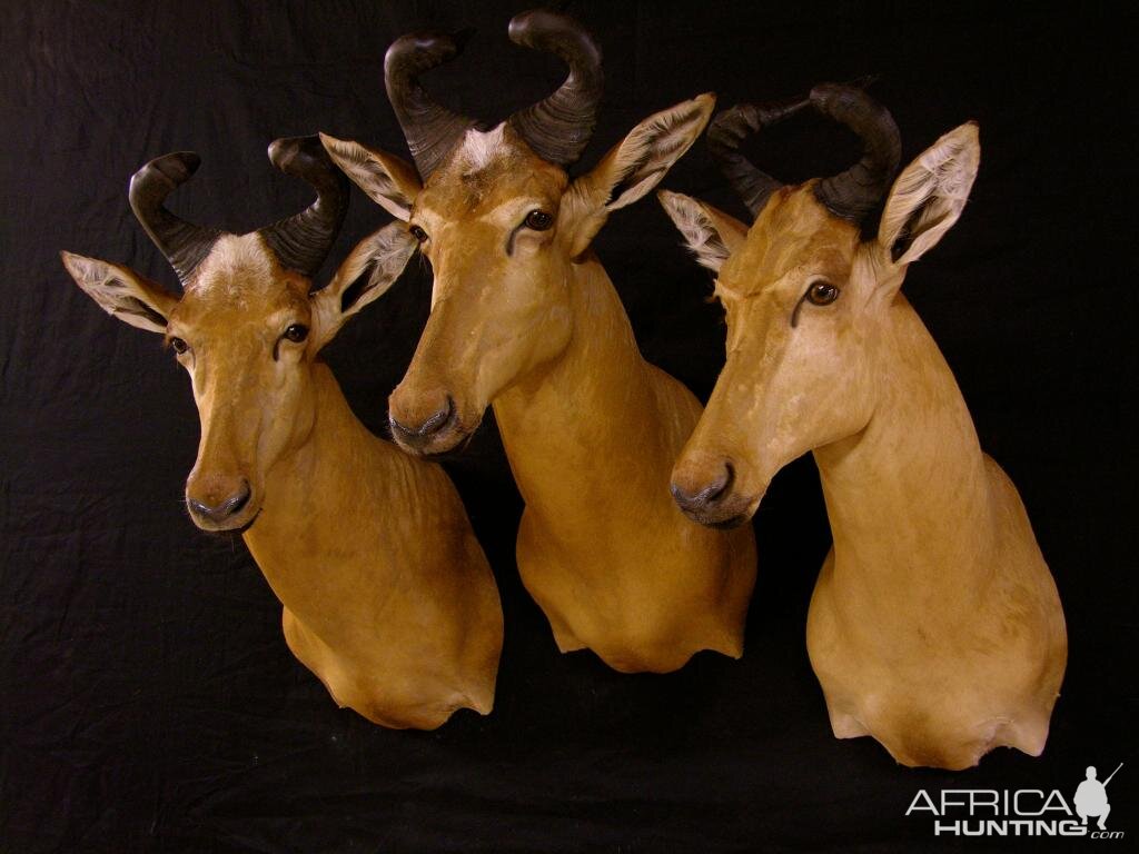 Hartebeest Taxidermy Mount