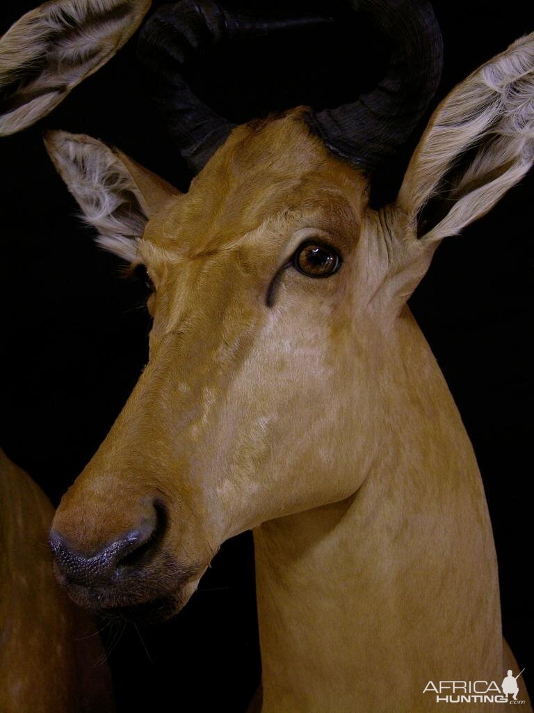 Hartebeest Taxidermy Mount