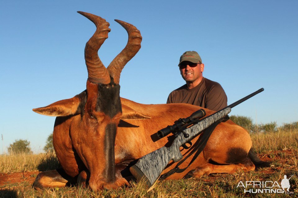 Hartebeest