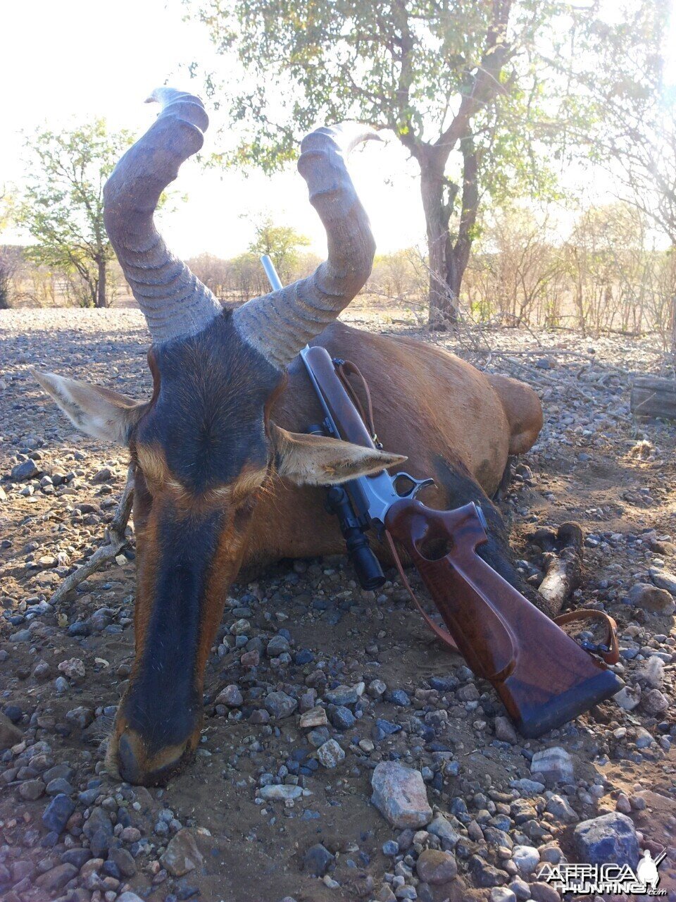 Hartebeest