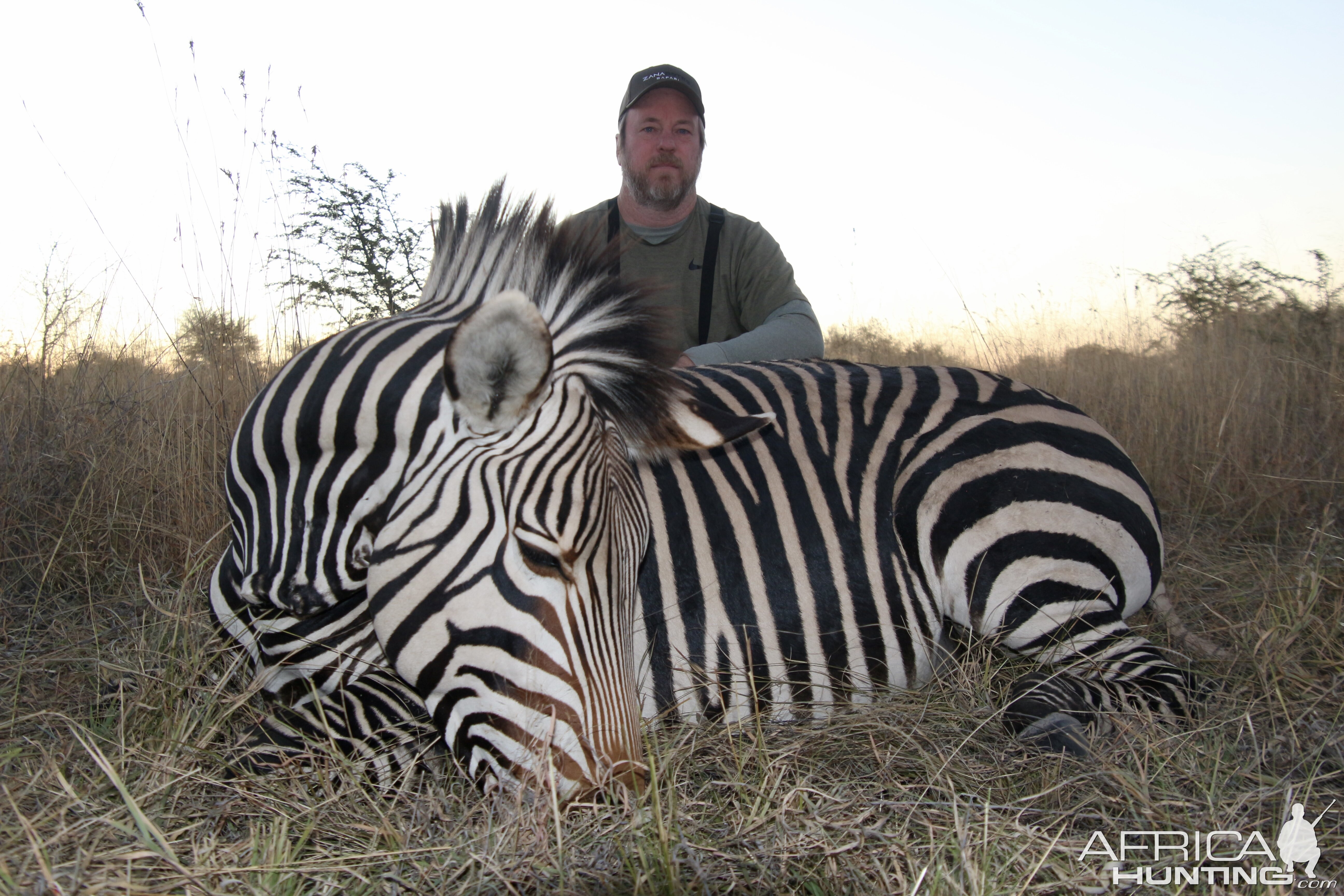 Hartmann Zebra Hunting In Namibia