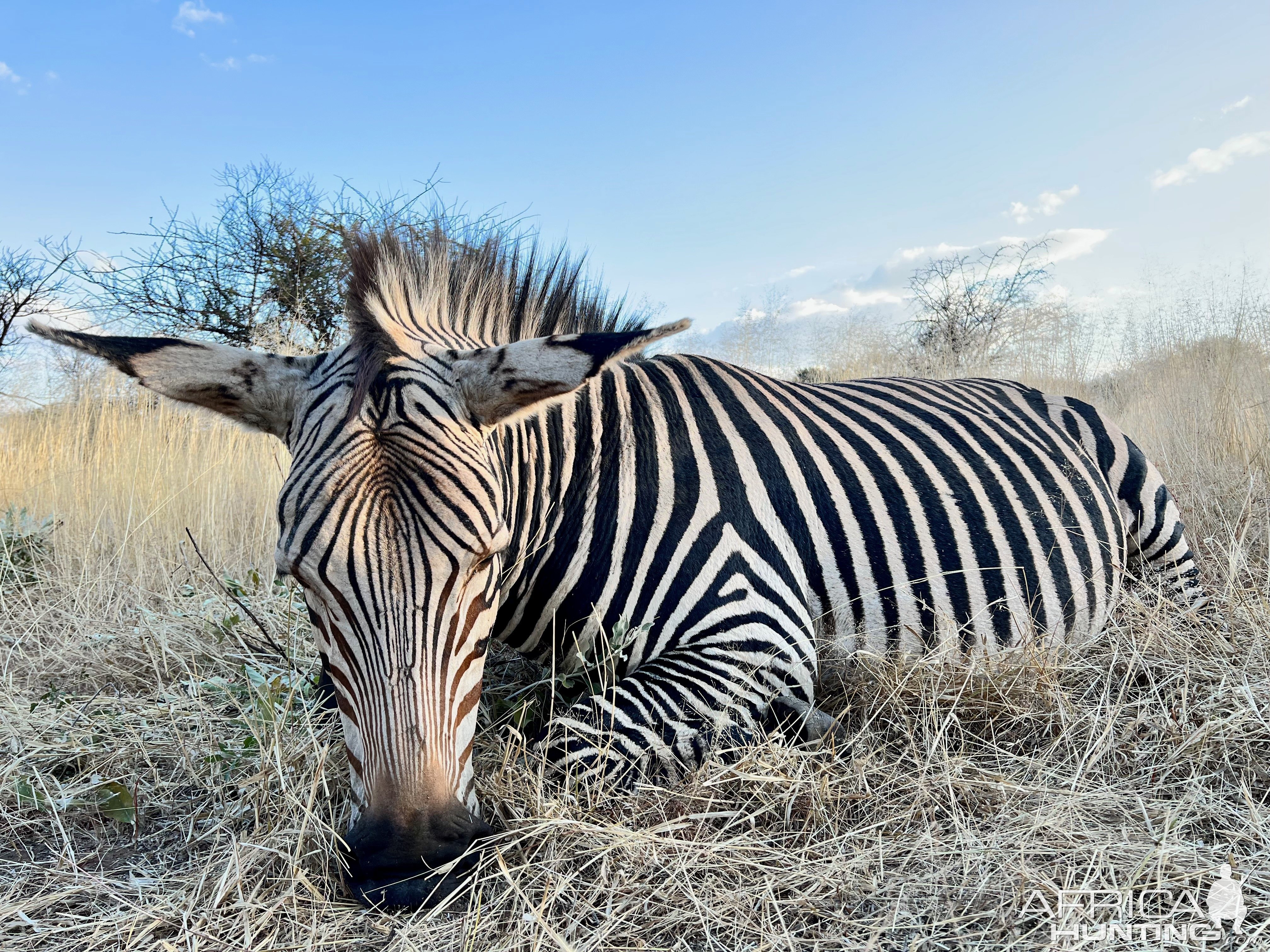 Hartmann Zebra with Zana Botes Safari