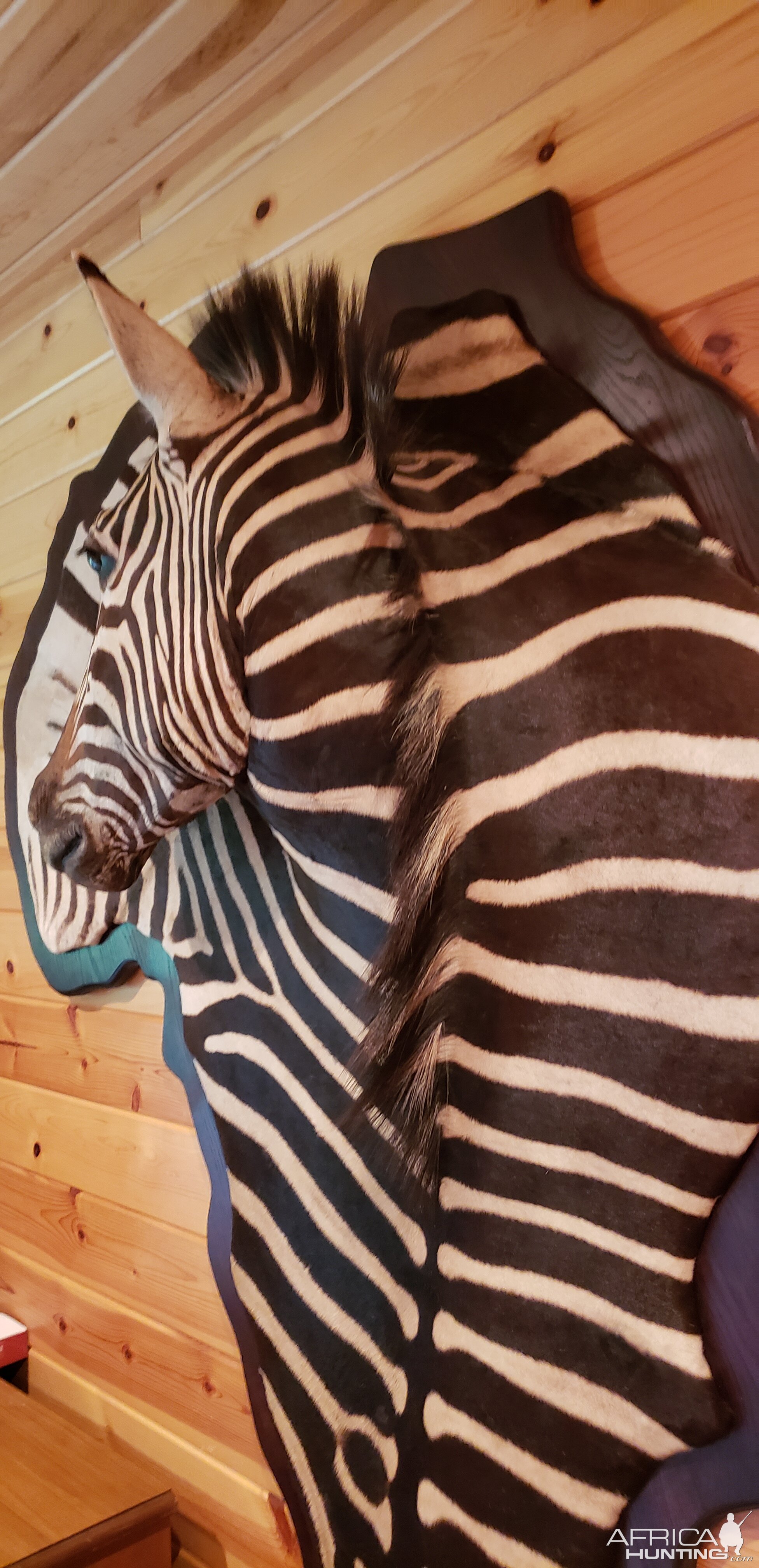 Hartmann's Mountain Zebra Damaske Taxidermy