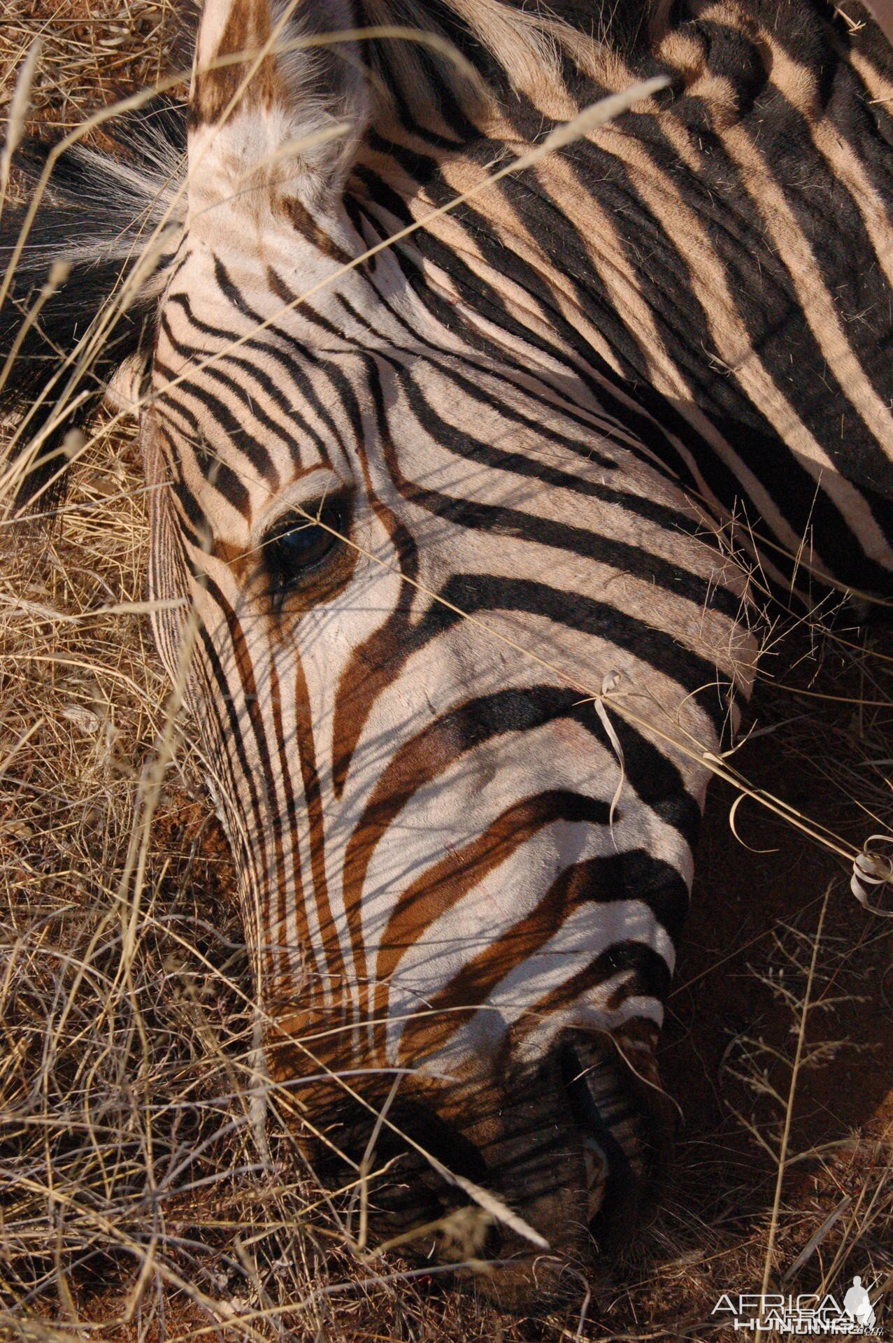 Hartmann's Mountain Zebra hunted in Namibia