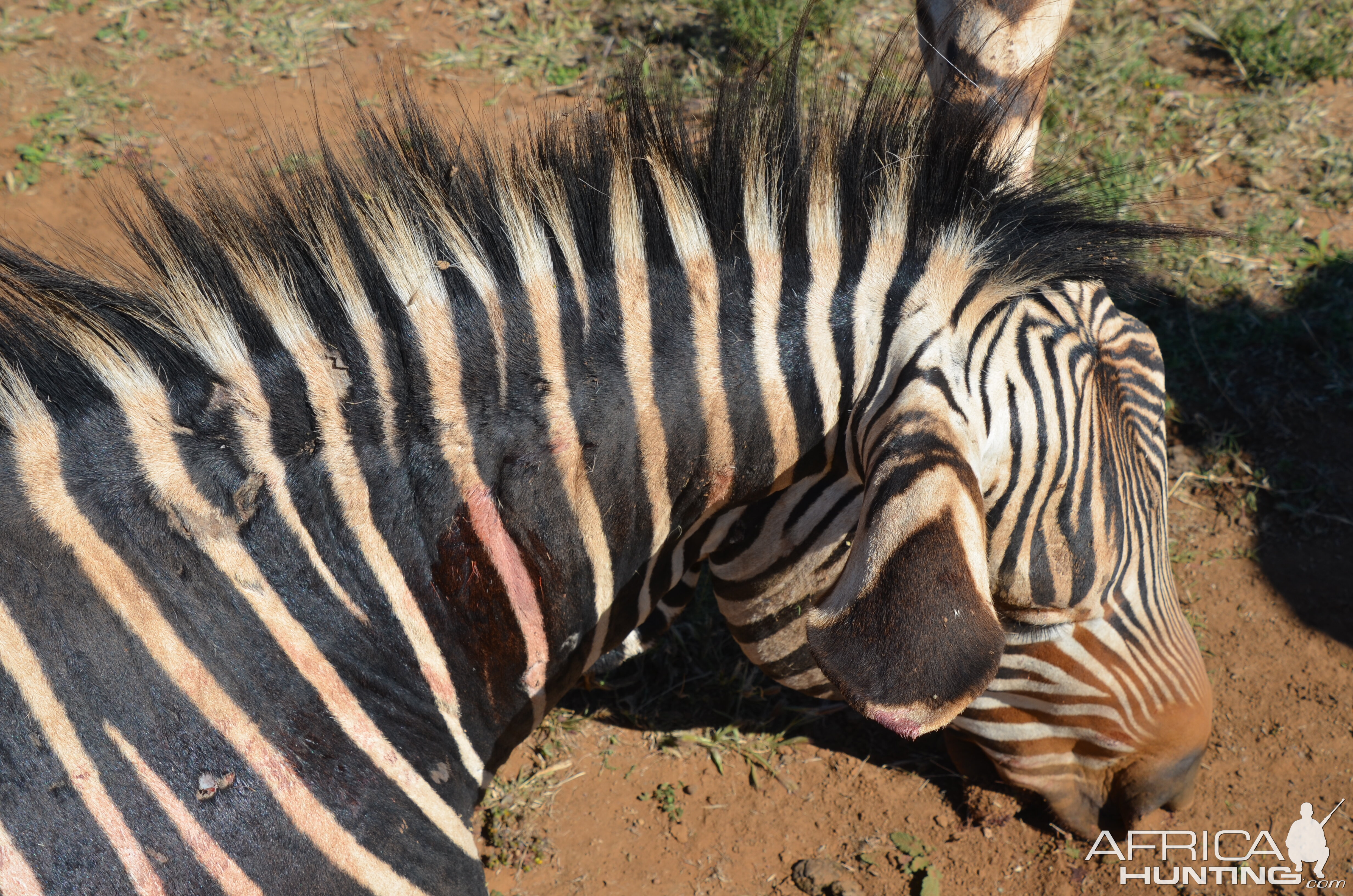 Hartmann's Mountain Zebra Hunting South Africa