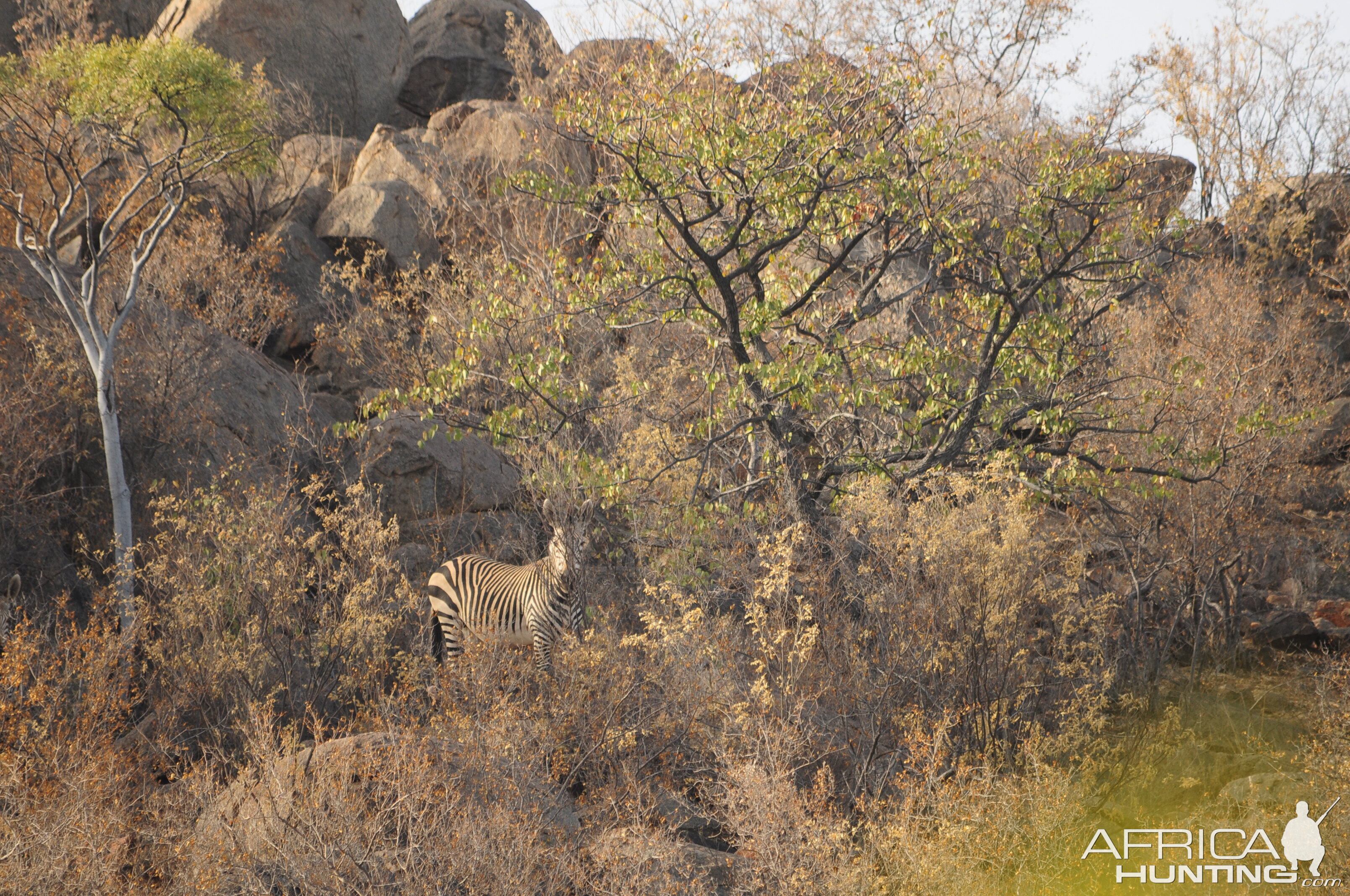 Hartmann's Mountain Zebra Namibia