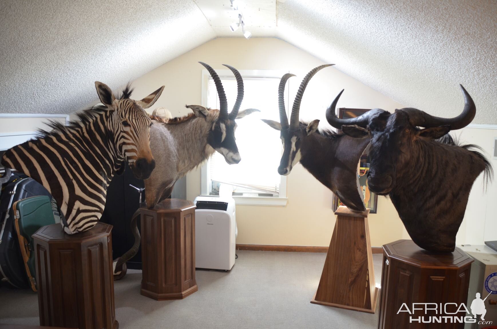 Vintage Zebra Head Mount Taxidermy RARE African Trophy