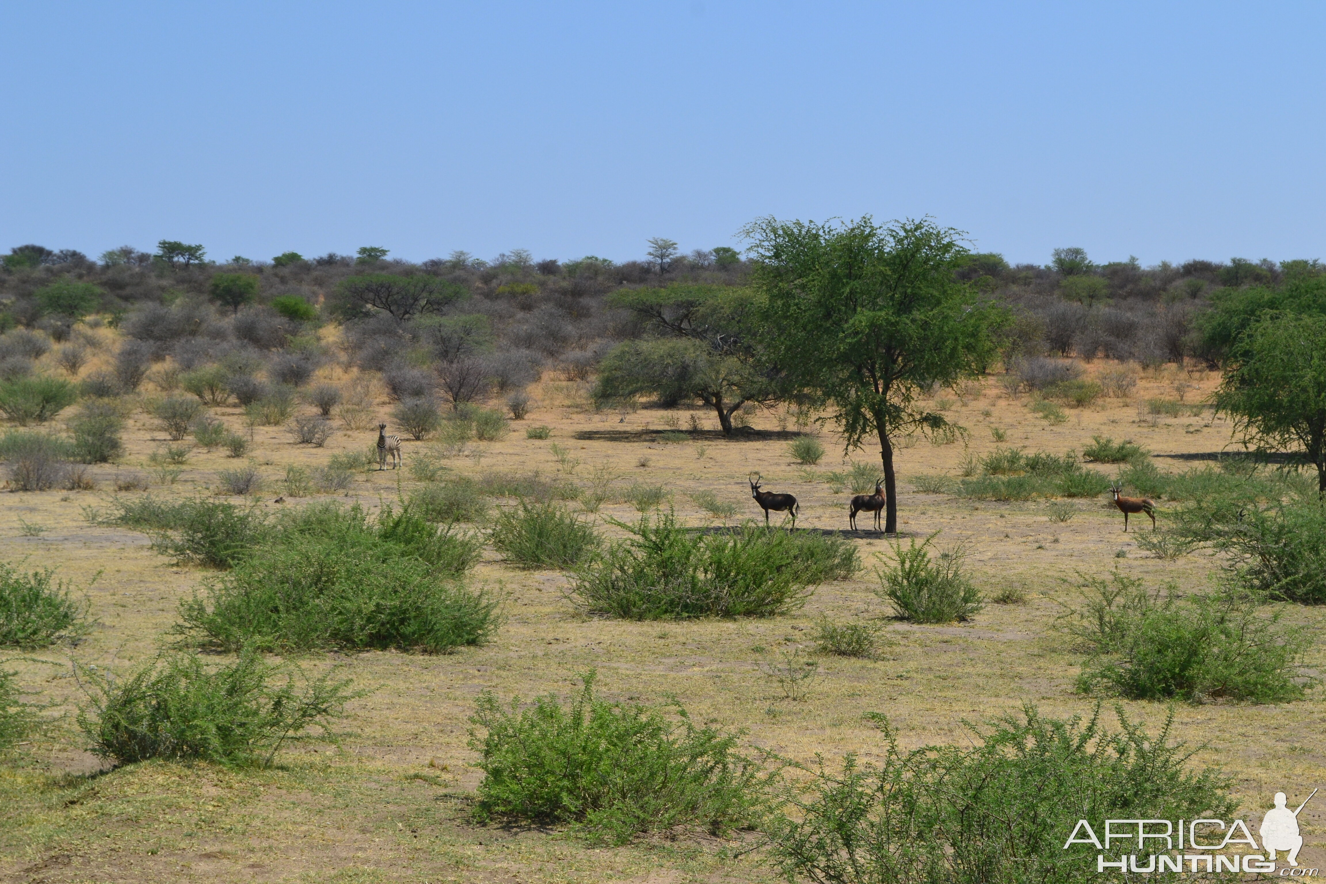 Hartmann's Zebra & Blesbok Namibia