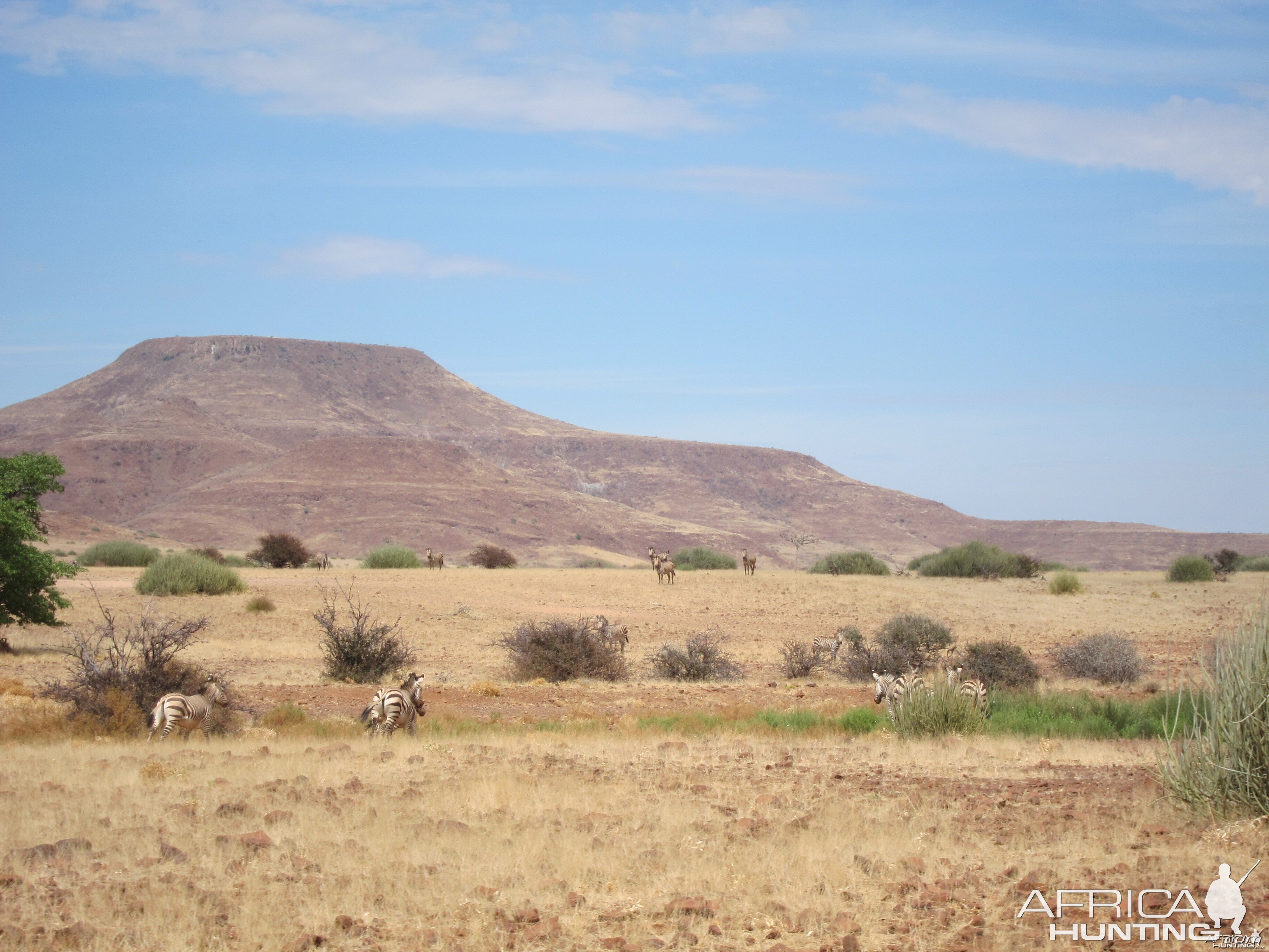 Hartmann's Zebra Damaraland Namibia