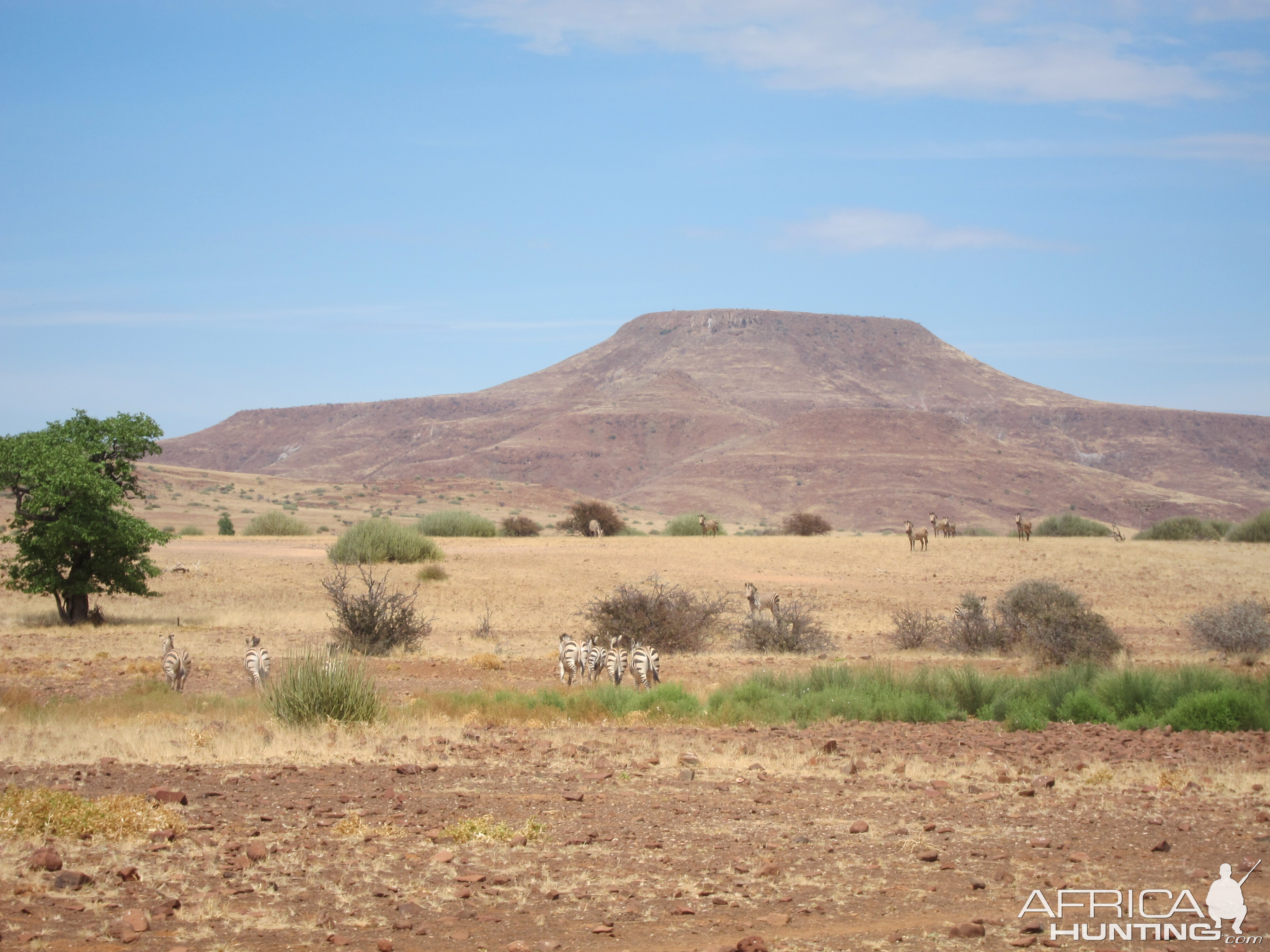 Hartmann's Zebra Damaraland Namibia