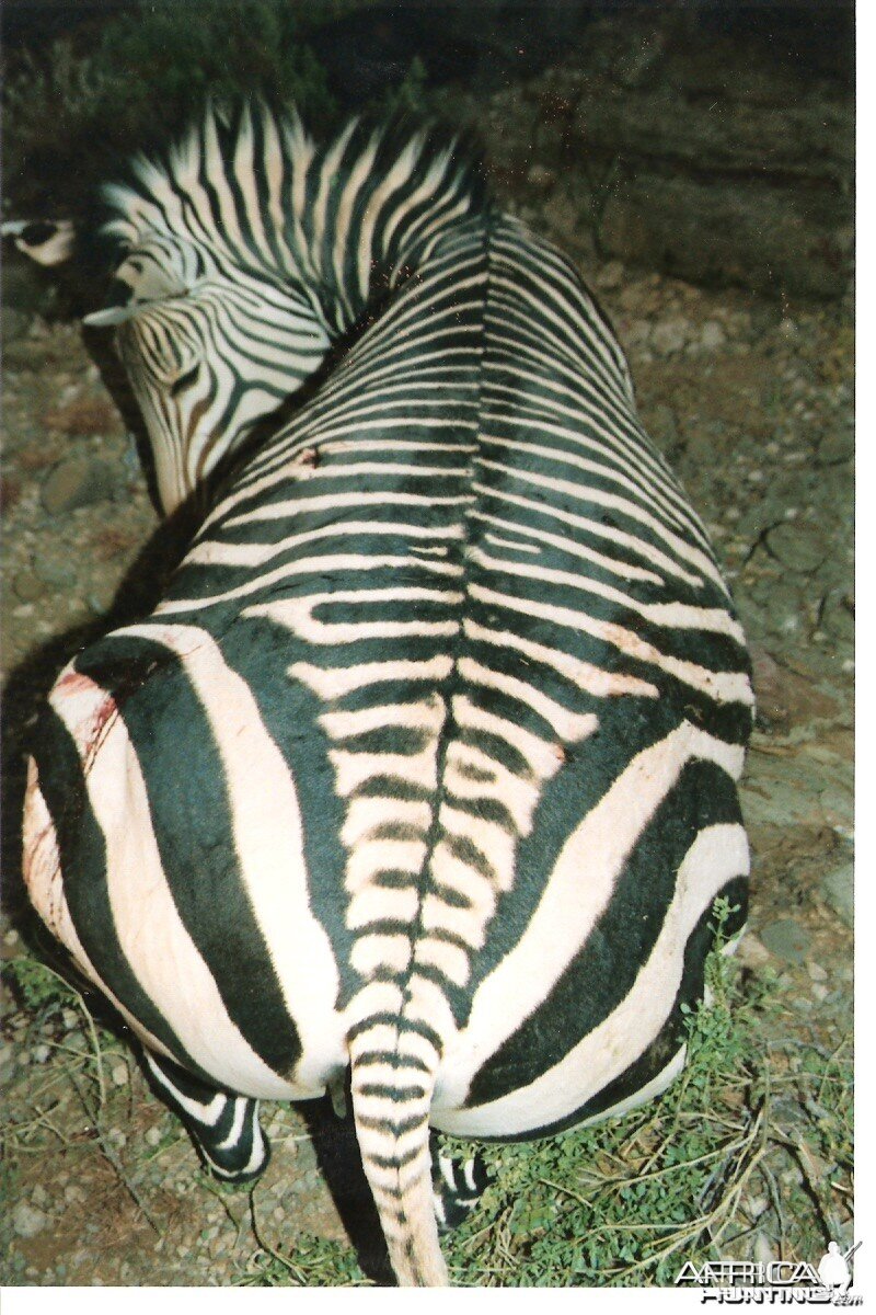 Hartmann's Zebra hunt