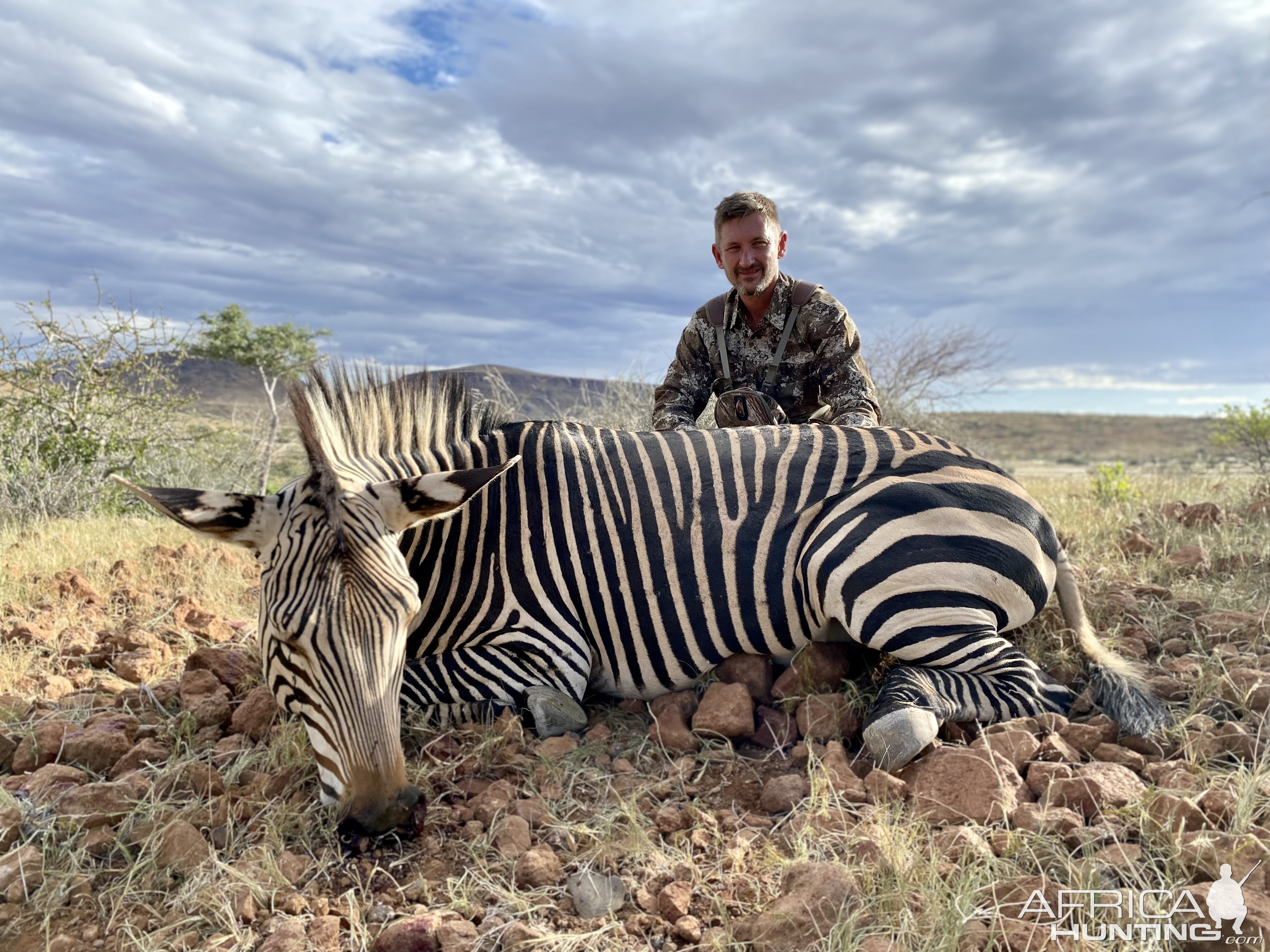 Hartmanns Zebra