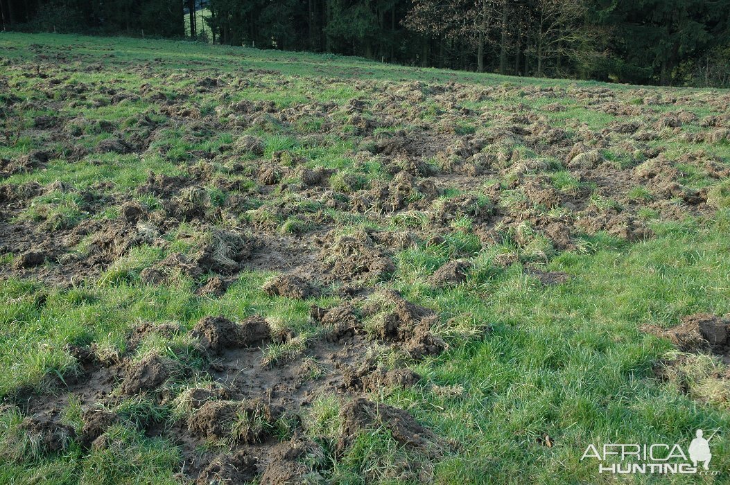 Having wild boars in the concession