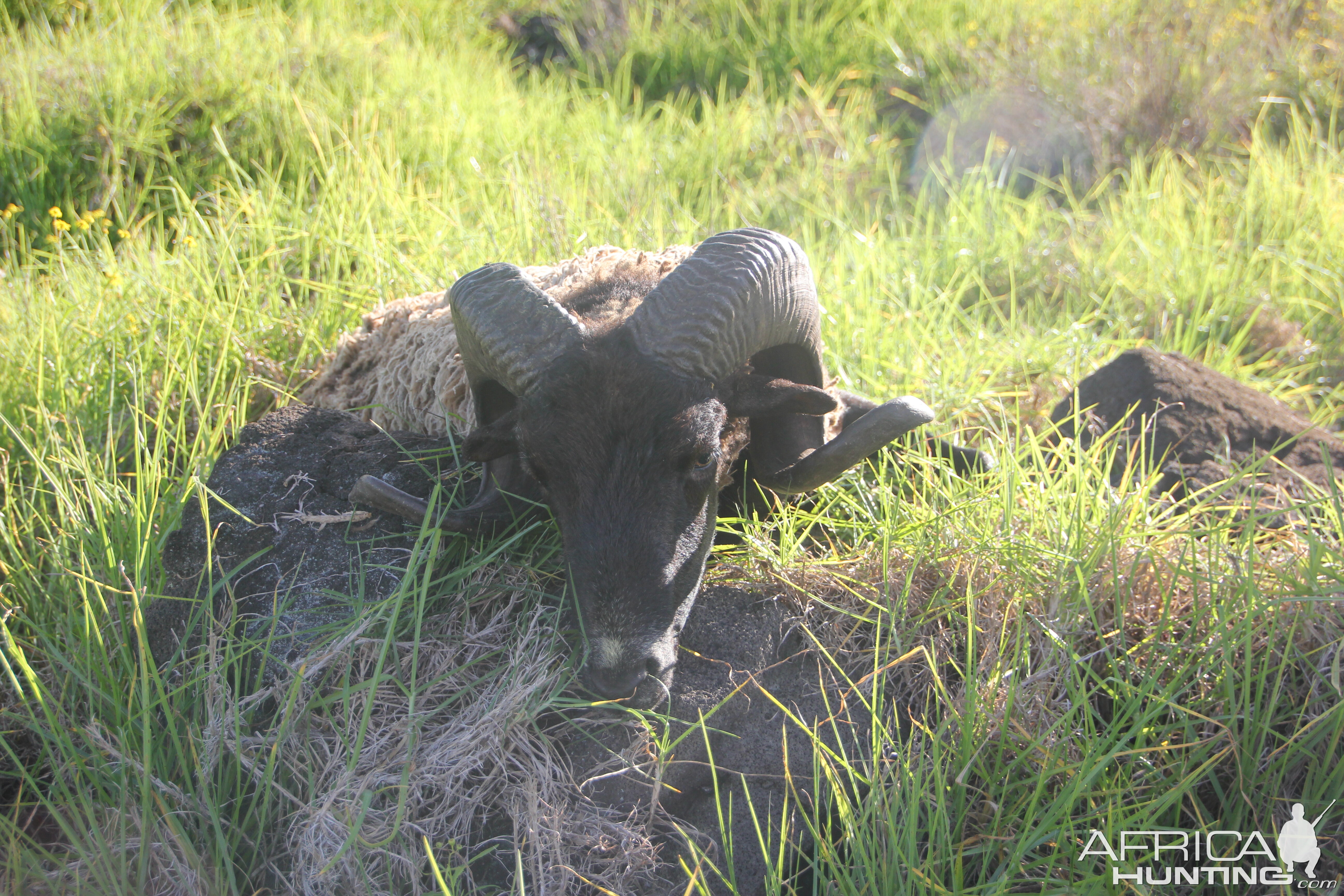 Hawiian Black Sheep