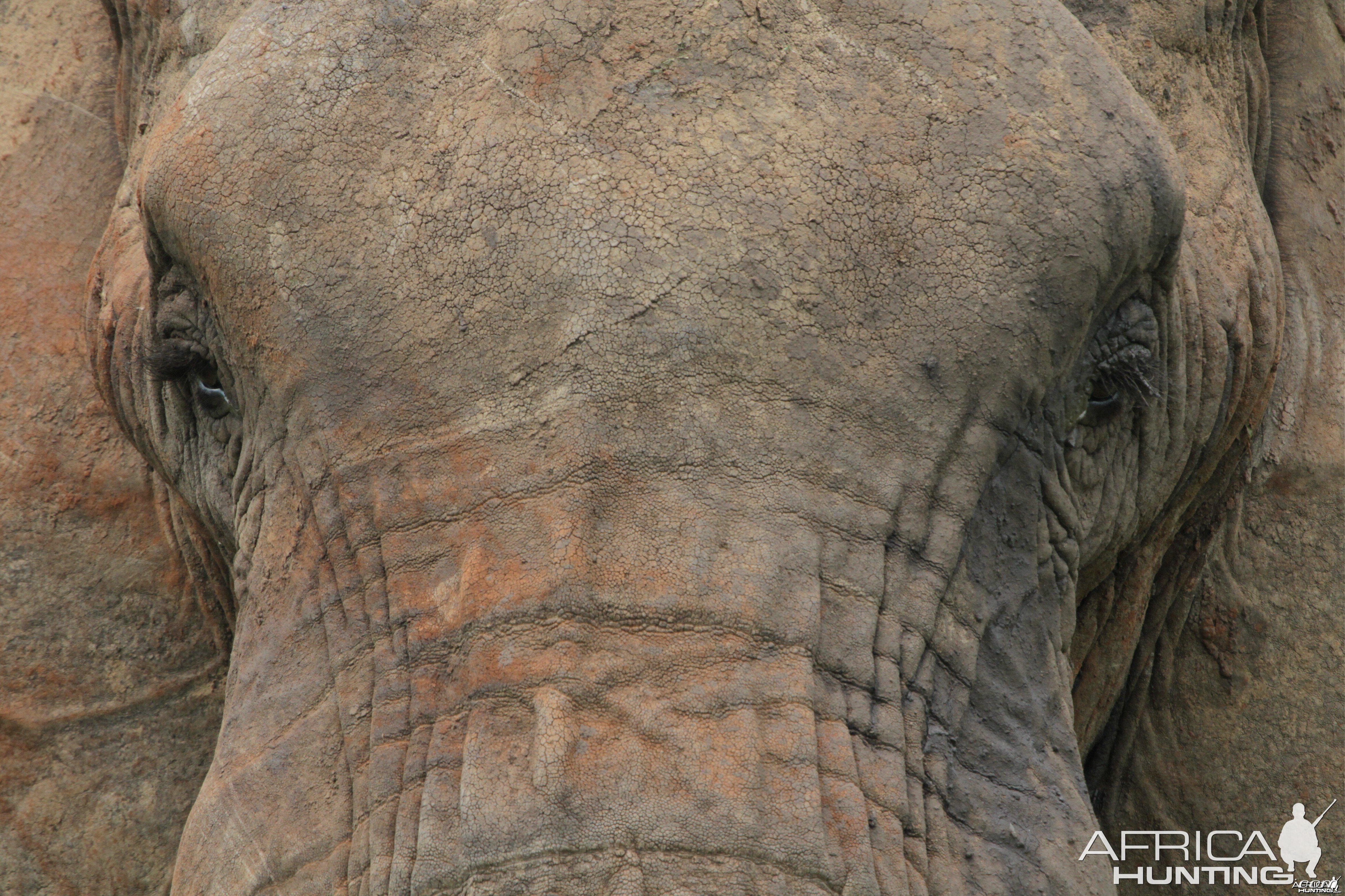 Head... Elephant in Tanzania