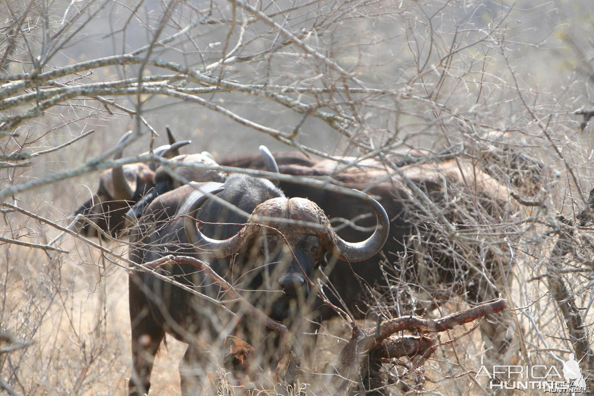 Helmet Head Buffalo