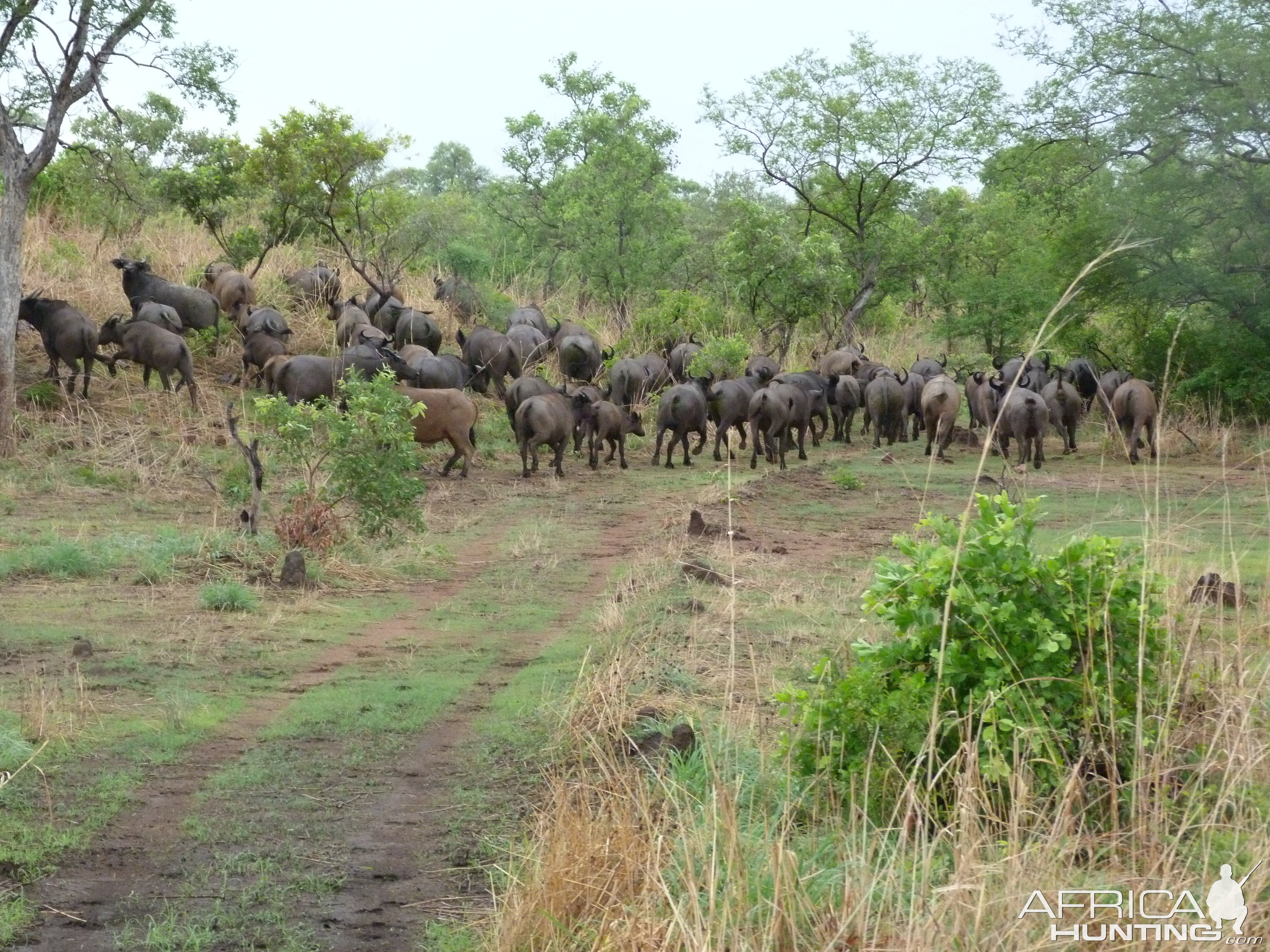 Herd of Buffalo Burkina Faso