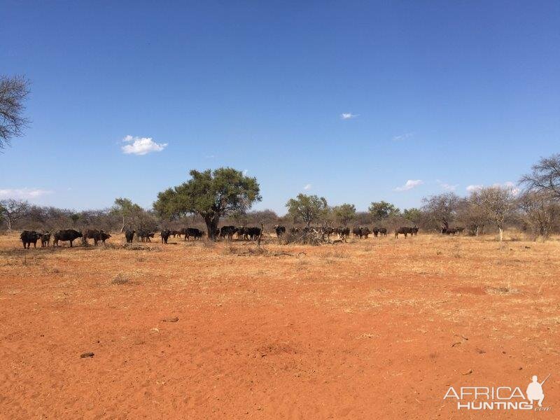 Herd of Buffalo South Africa