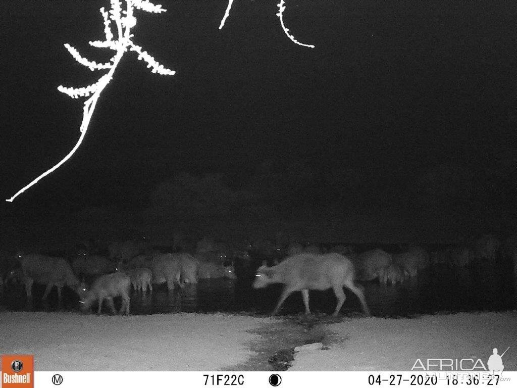 herd of buffalo