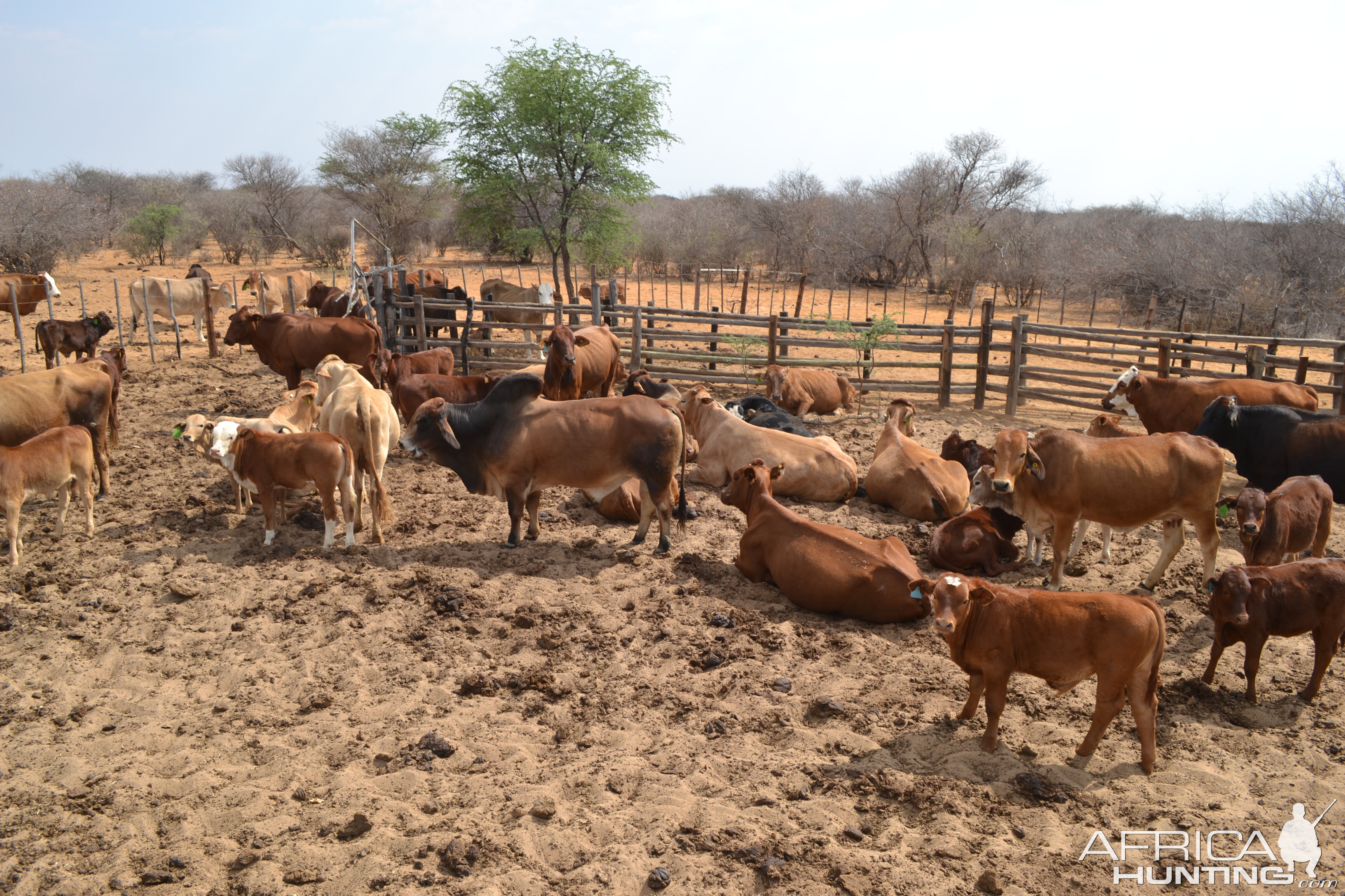 herd-of-cattle-in-kraal-africahunting