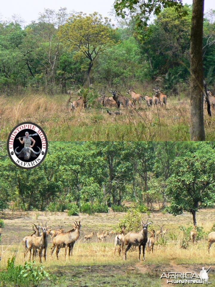 Herd of Roan Antelope, check out the bull...