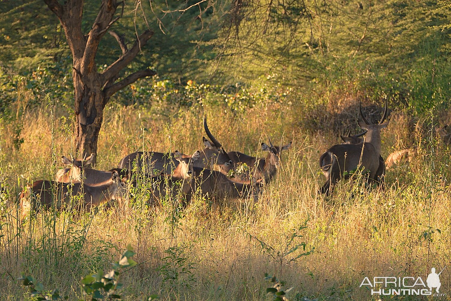 Herd of Waterbuck