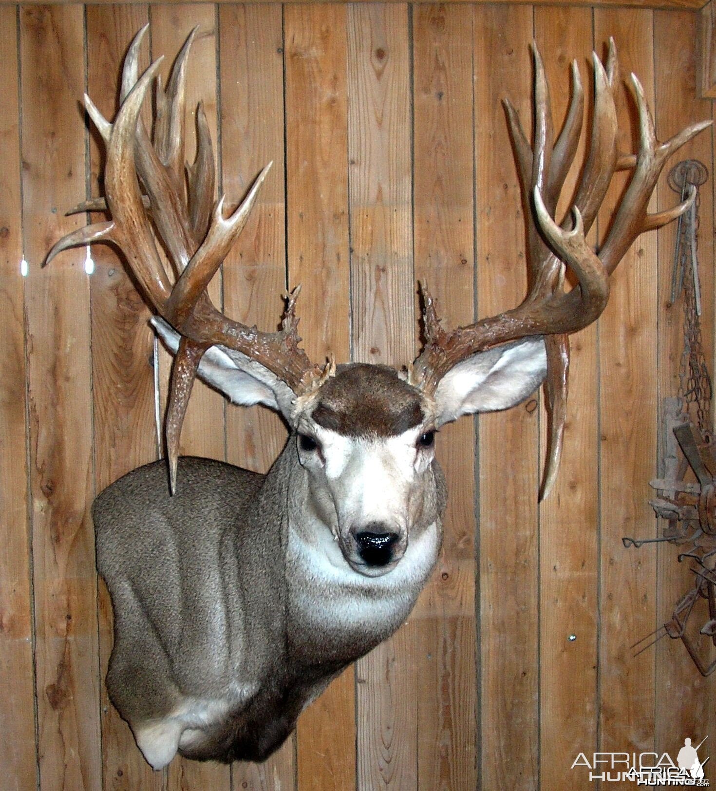 Here is my buck, mounted it and taned it myself!