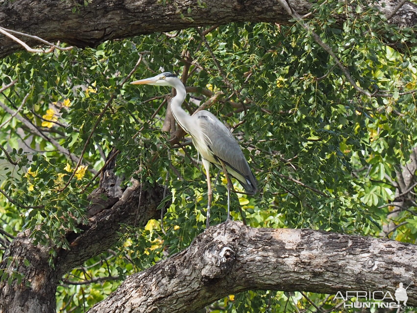 Heron Zimbabwe