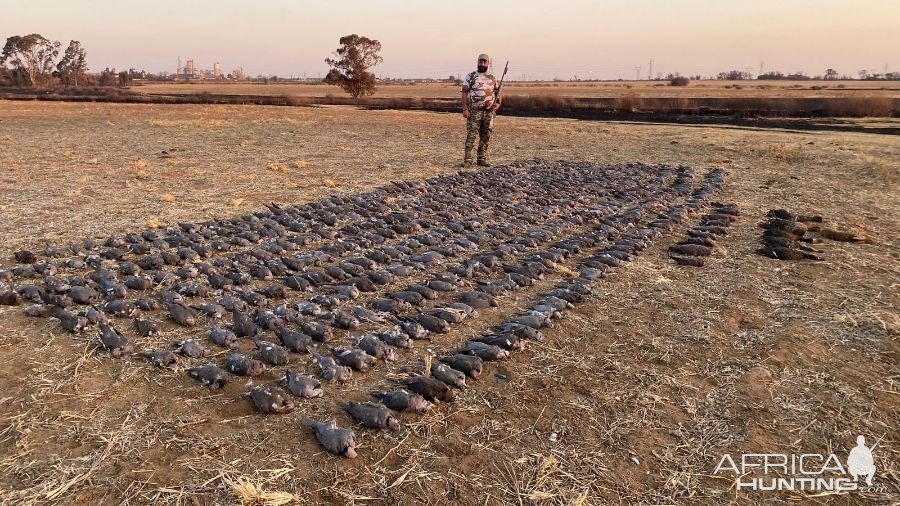 High volume Doves and Pigeons South Africa