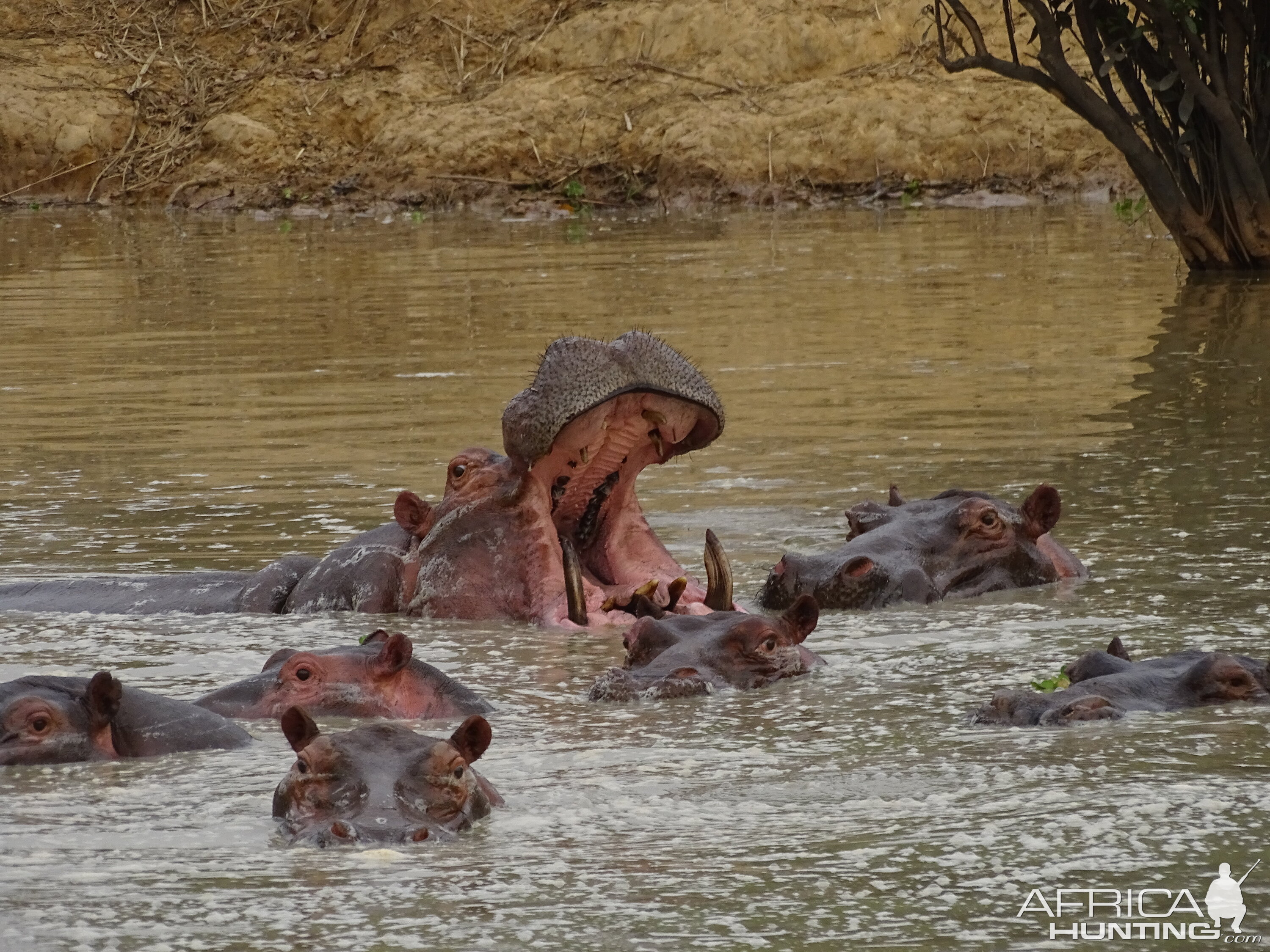 Hippo Benin WIldlife