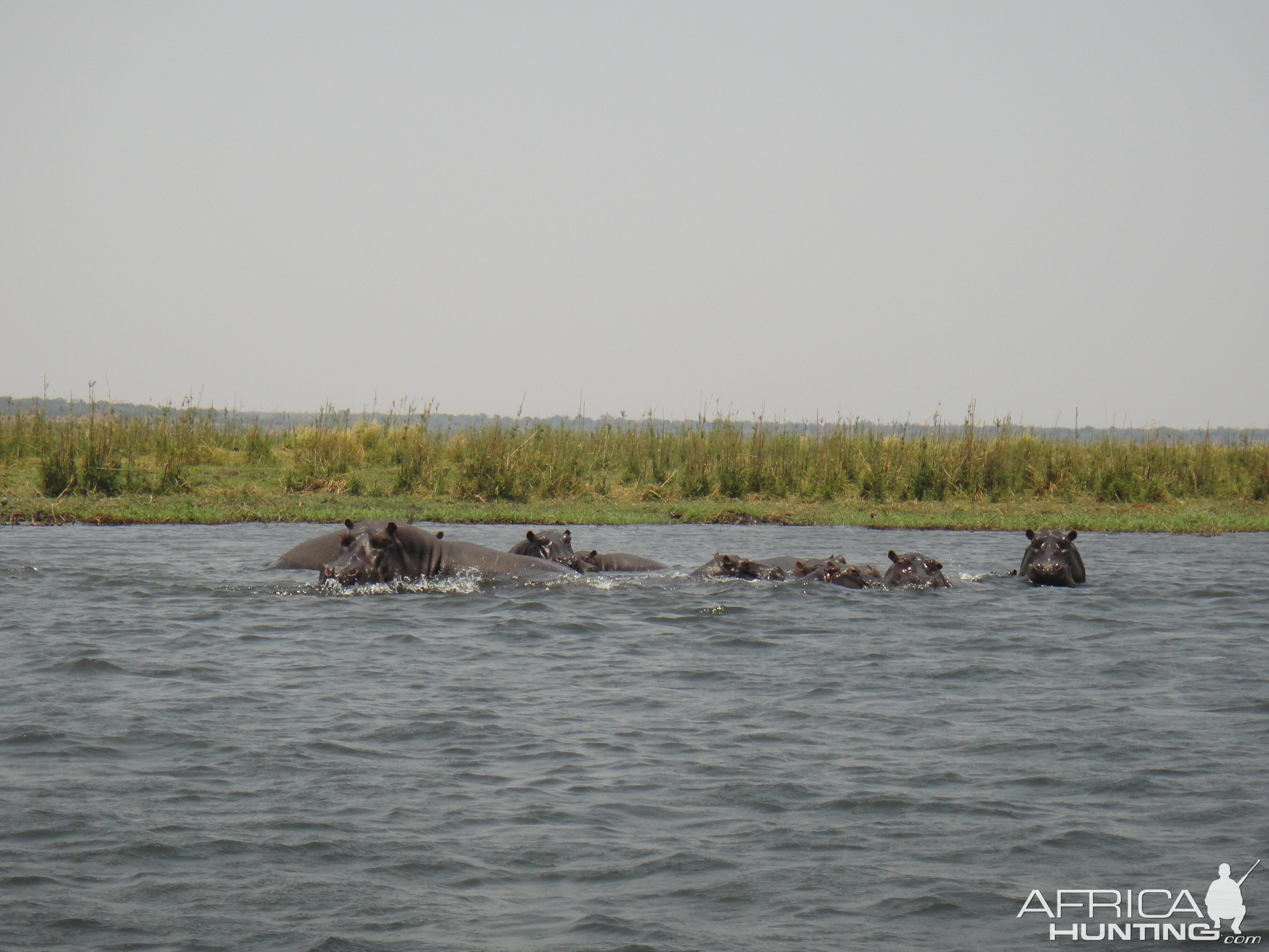 Hippo Caprivi Namibia