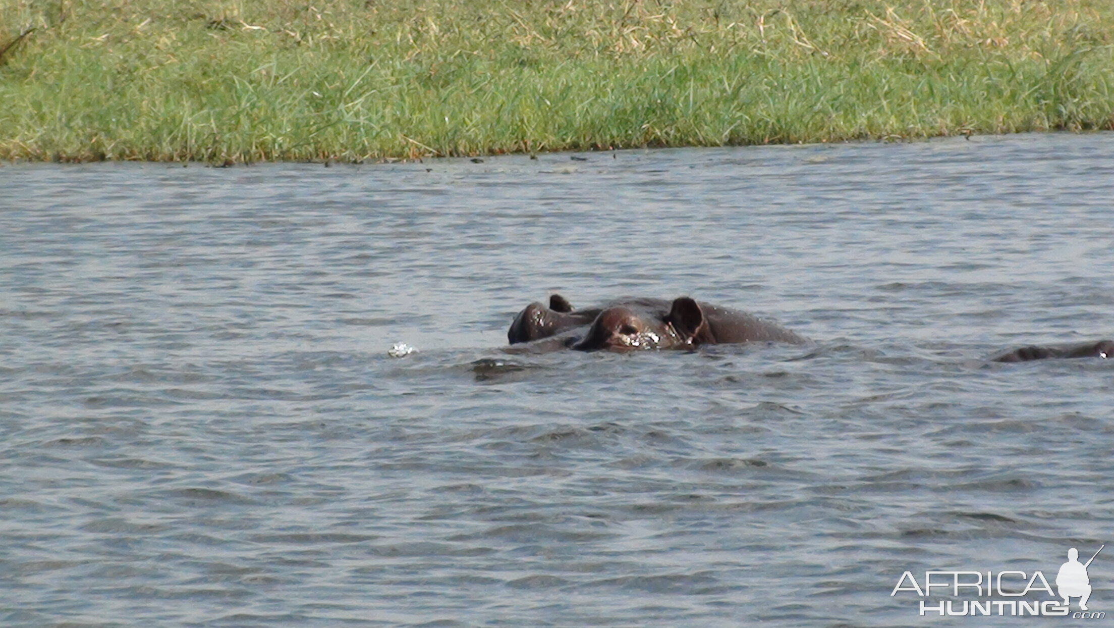 Hippo Caprivi Namibia