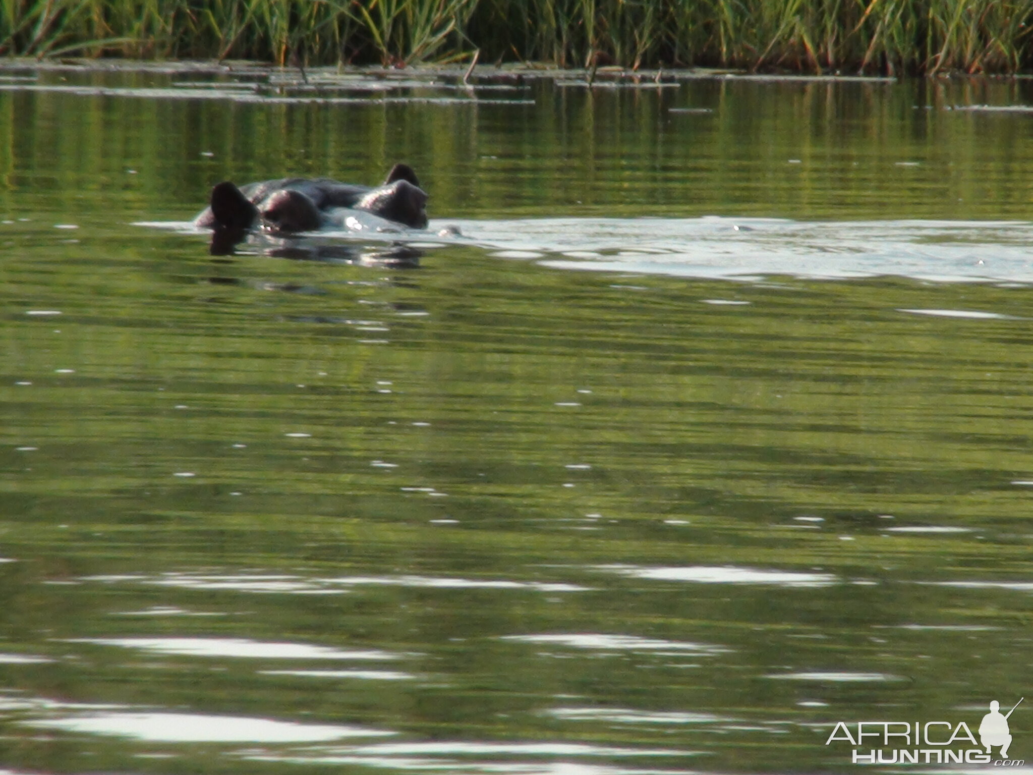 Hippo Caprivi Namibia