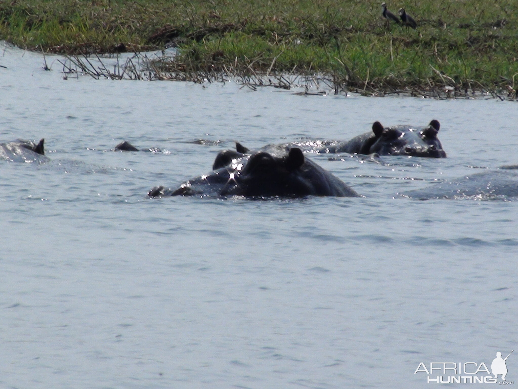 Hippo Caprivi Namibia