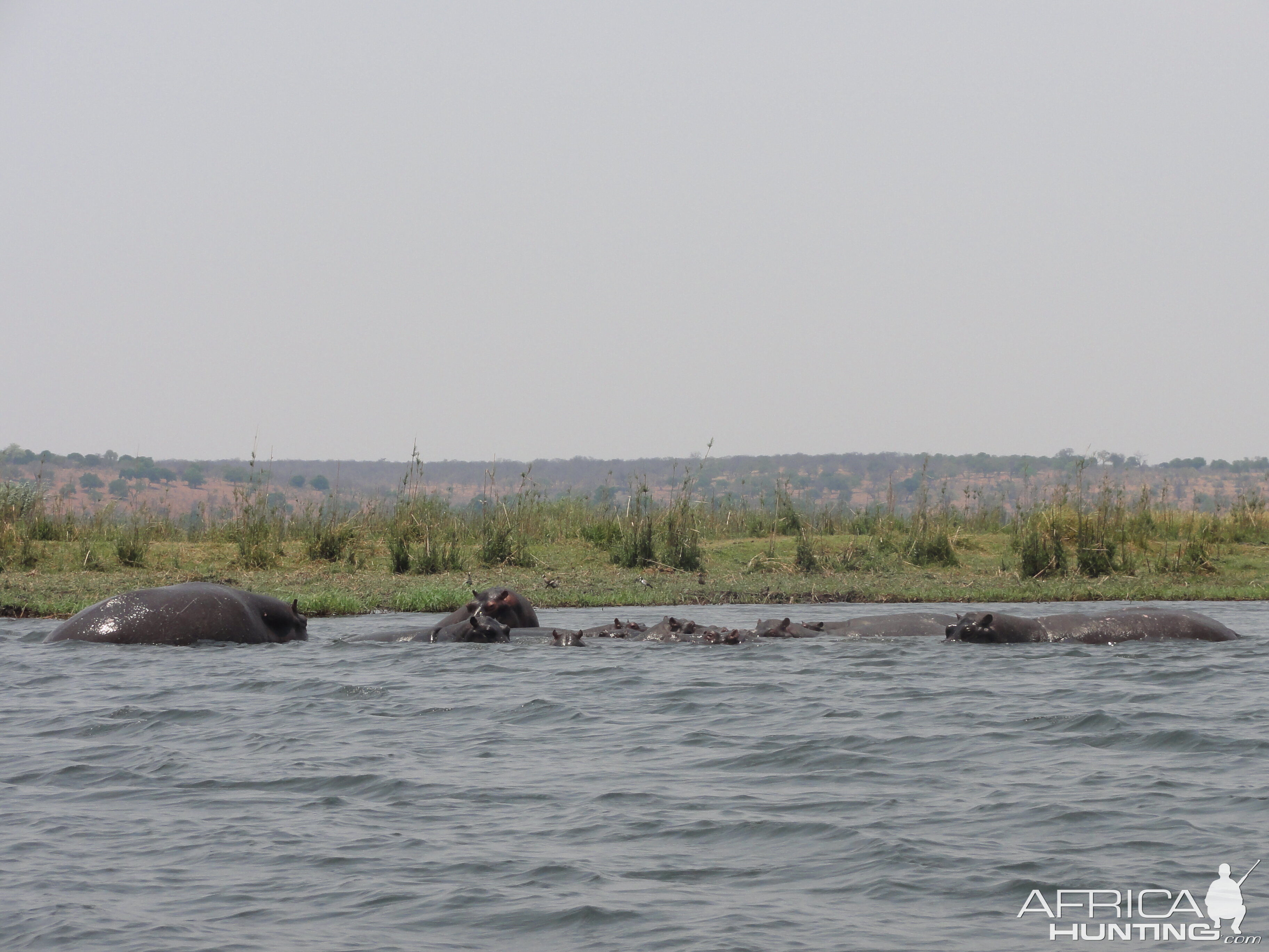 Hippo Caprivi Namibia